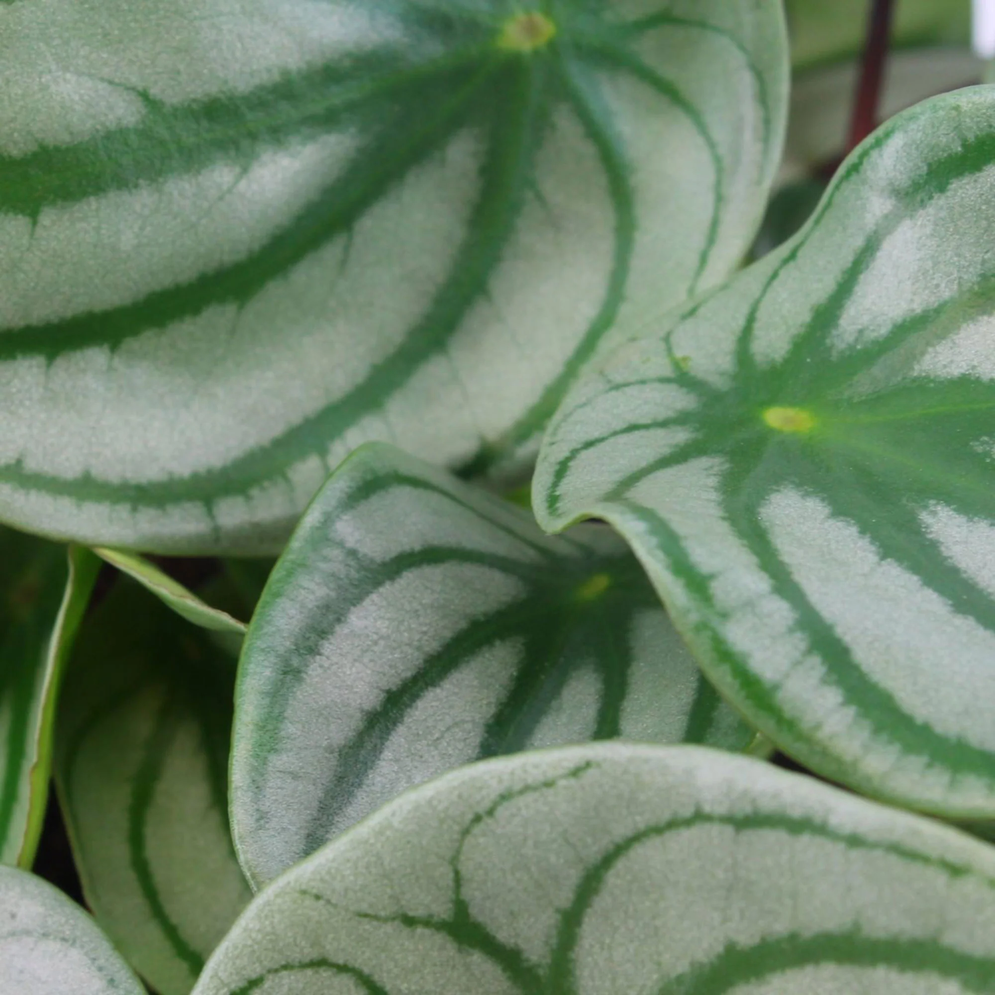 2x Peperomia Peperomia argyreia - Image 2