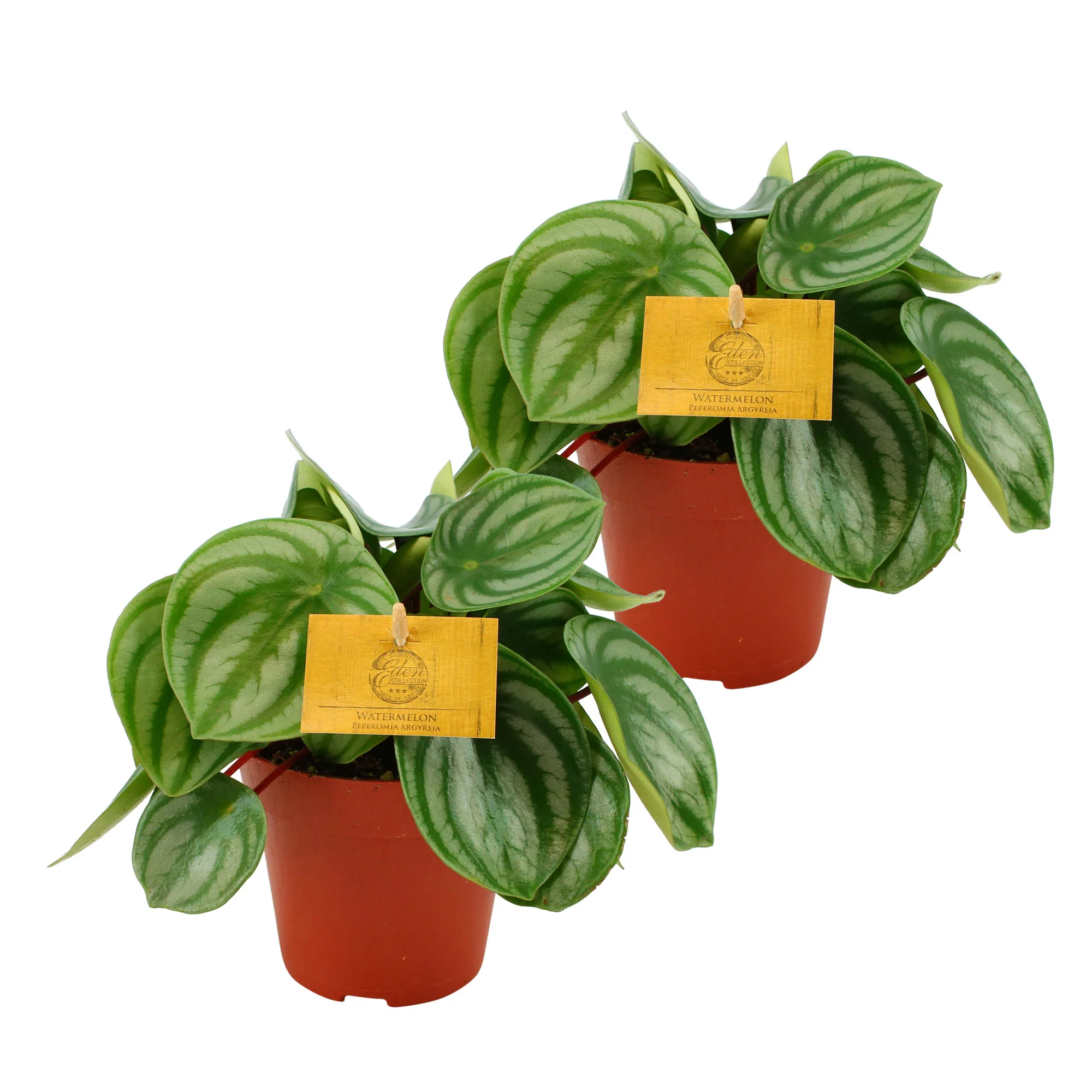 2x Peperomia Peperomia argyreia - Image 3
