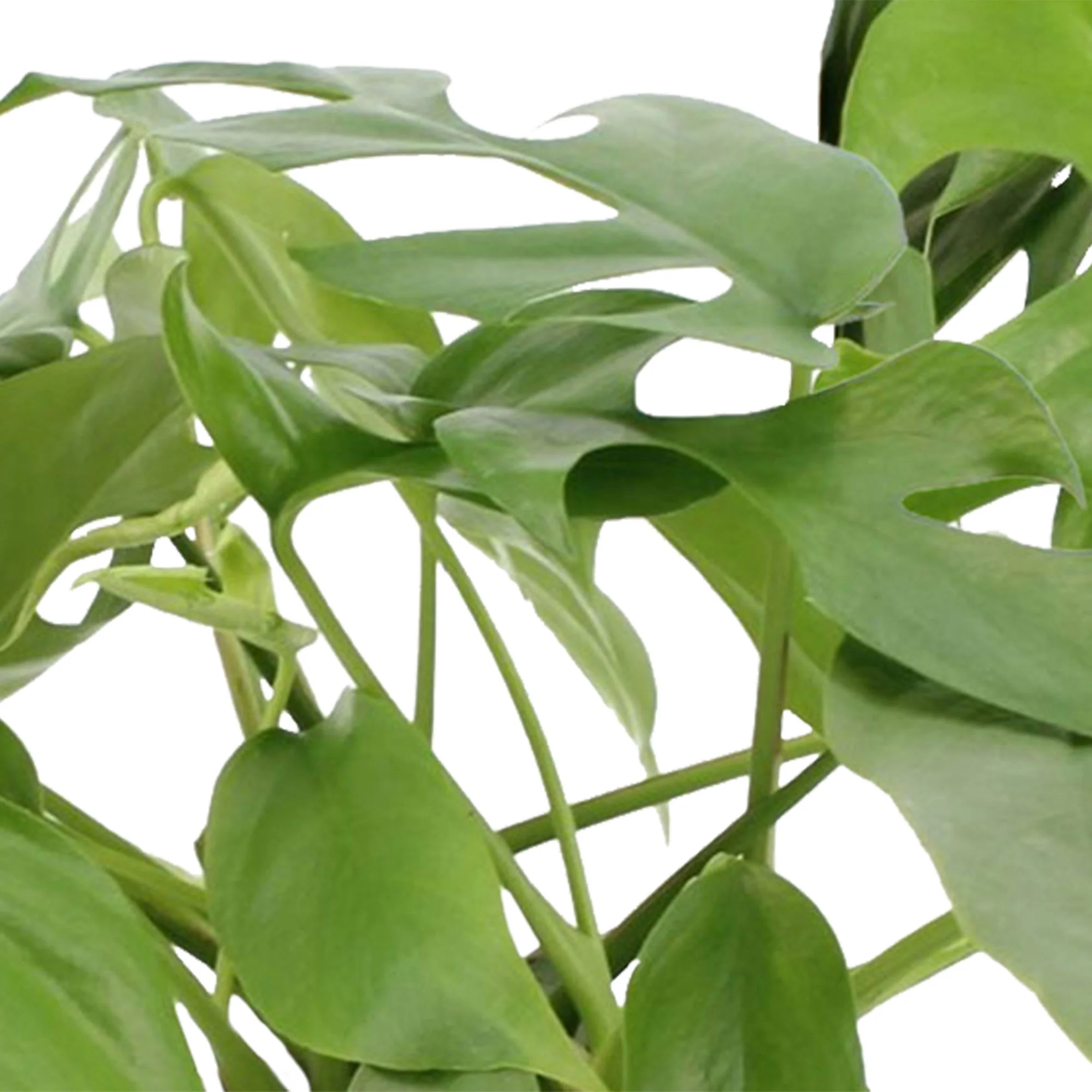 2x Plante à trous Monstera minima incl. cache-pots blancs - Image 2