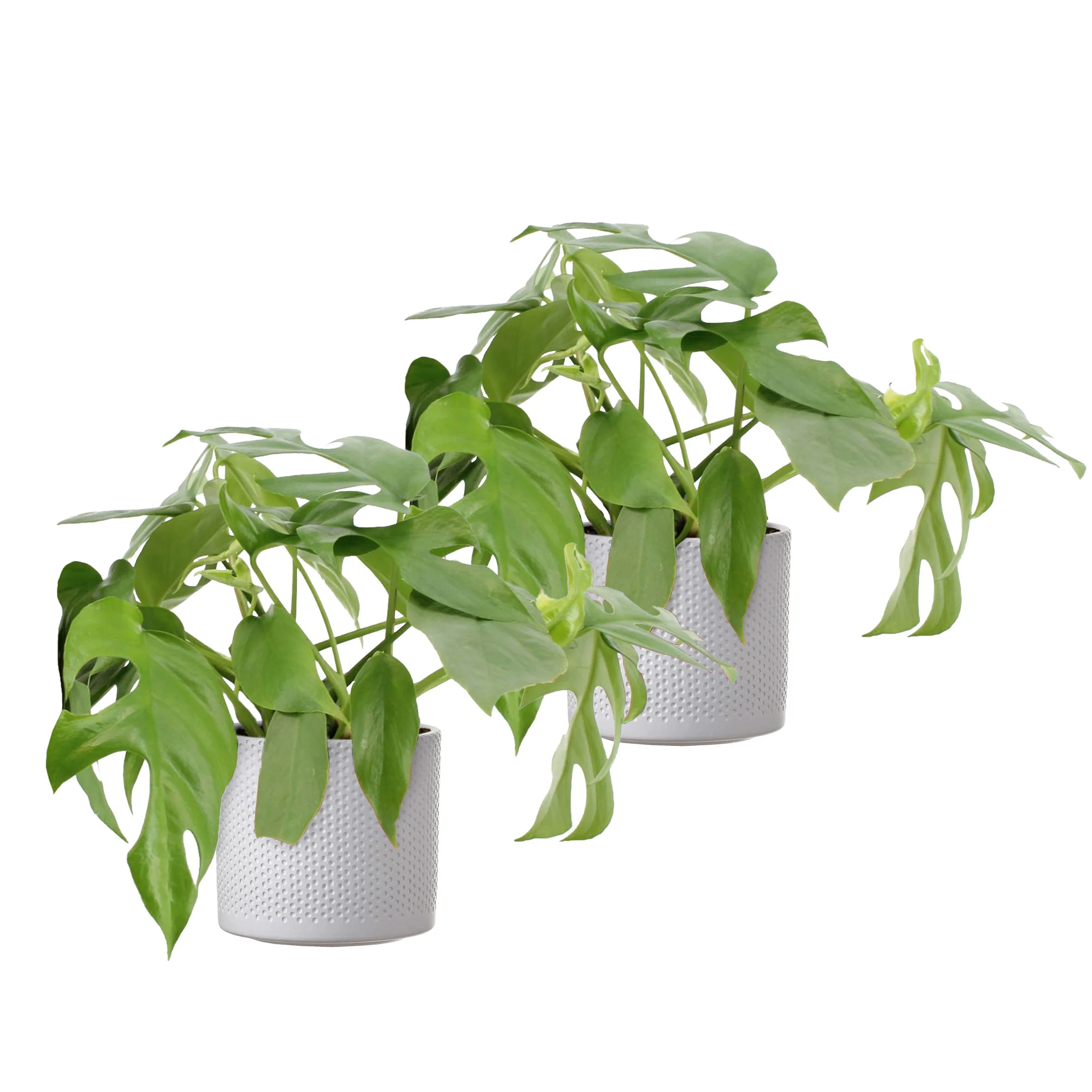 2x Plante à trous Monstera minima incl. cache-pots blancs - Image 4