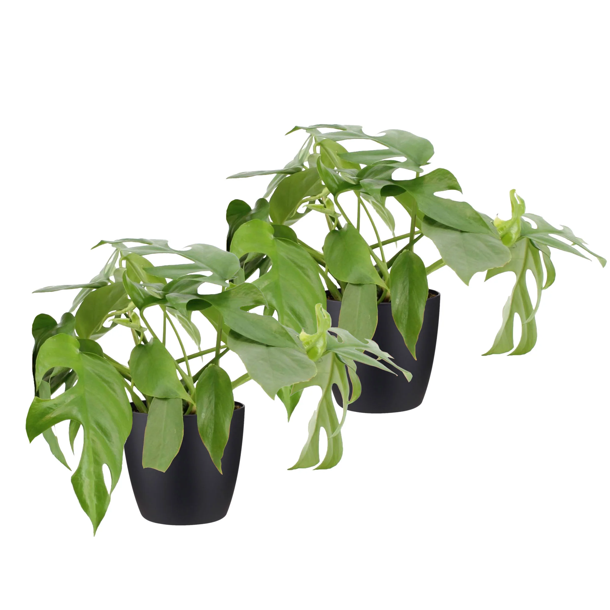 2x Plante à trous Monstera minima incl. cache-pots noirs - Image 4