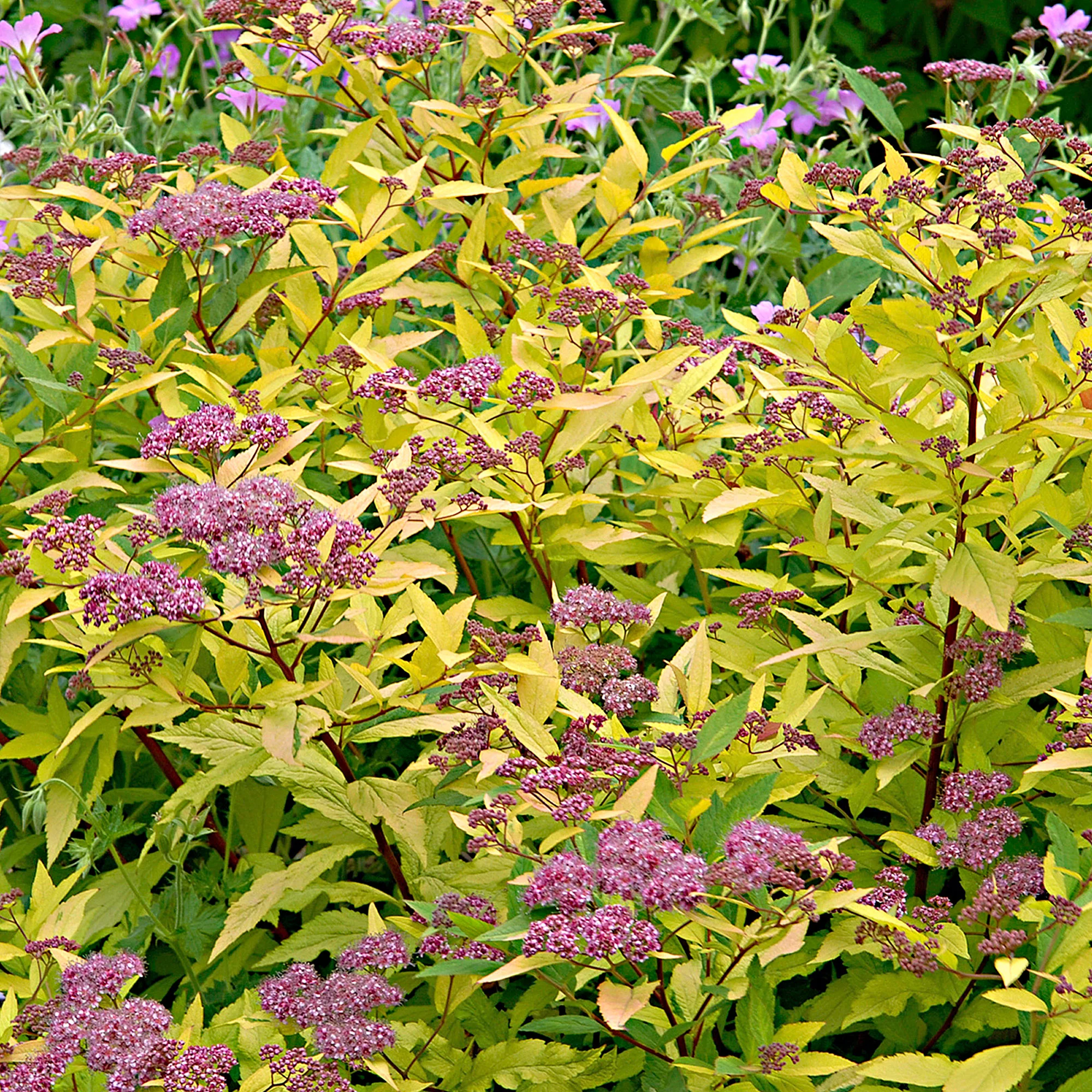 2x Spirée 'Goldflame' rose-violet - Image 6