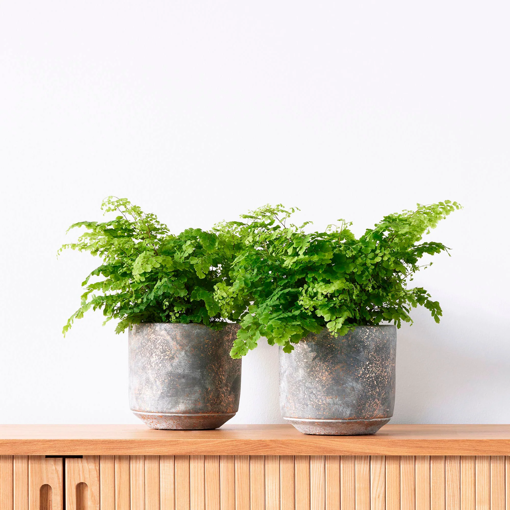 2x Venuselle Adiantum 'Fritz Luthi' - Image 2