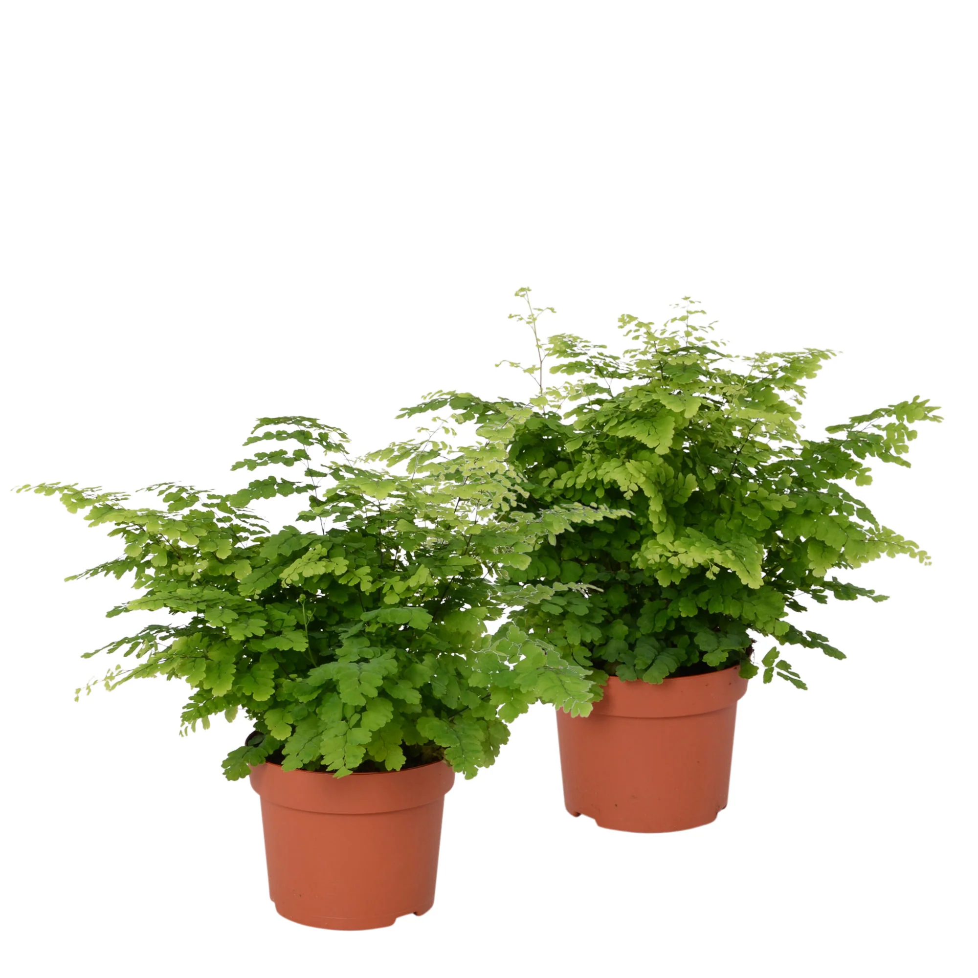 2x Venuselle Adiantum 'Fritz Luthi' - Image 4