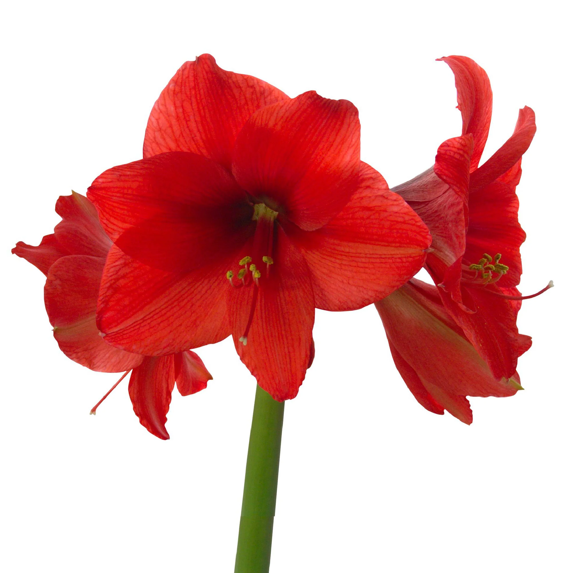 2x Wax Amaryllis Hippeastrum 'Kolibri' rouge-blanc - Image 2