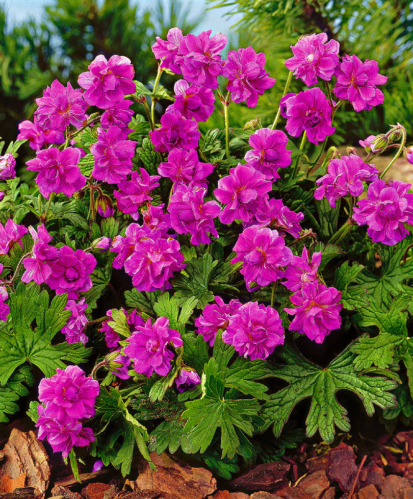 3 Bec de grue Geranium ‘Birch Double’ Rose  - Plants à racines nues - Image 7