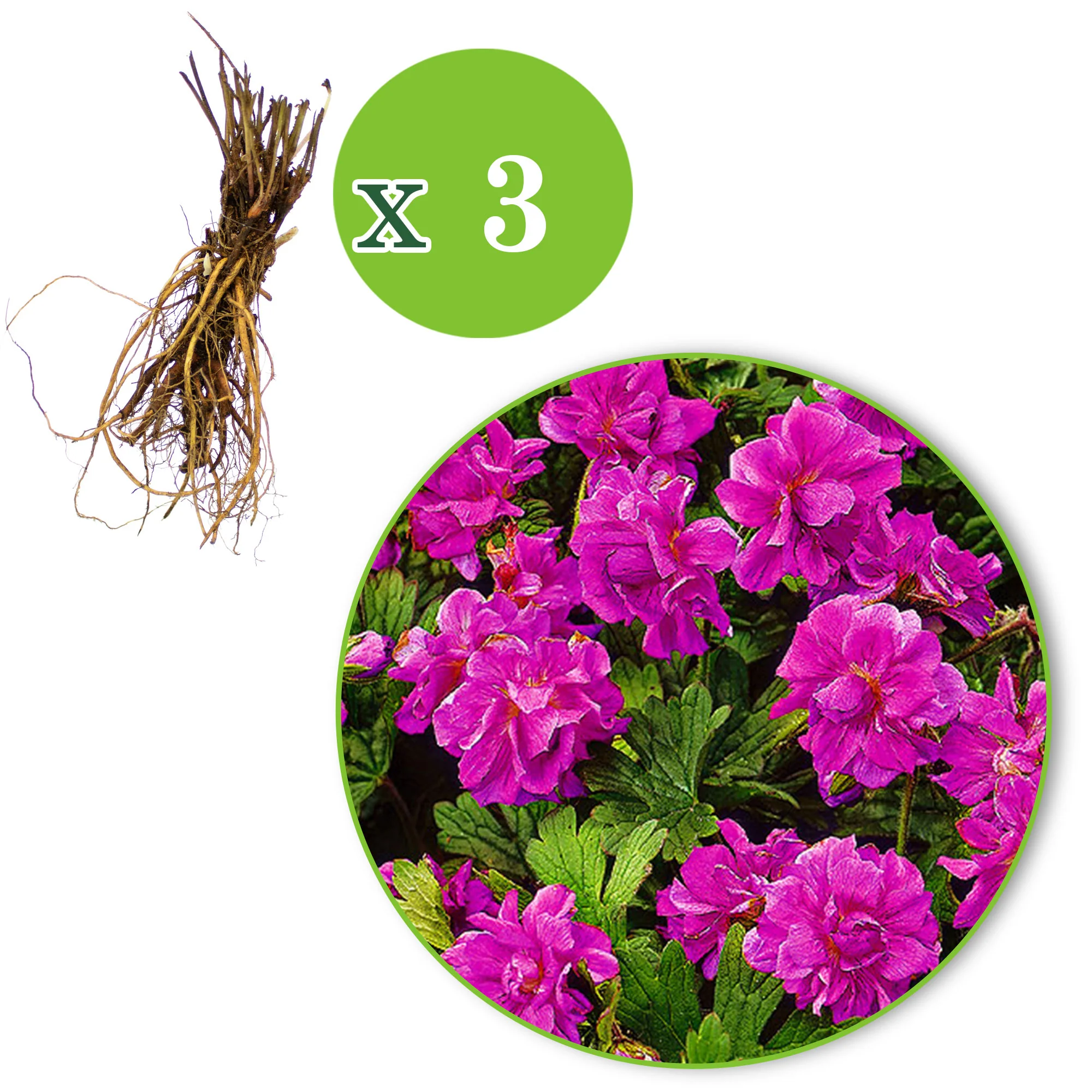 3 Bec de grue Geranium ‘Birch Double’ Rose  - Plants à racines nues - Image 9