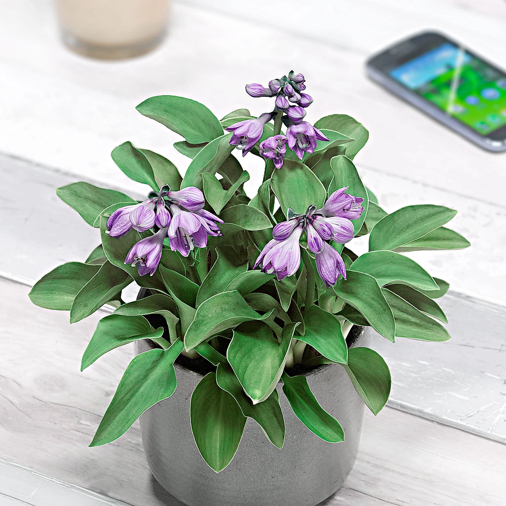 3 Hosta 'Blue Mouse Ears' Bleu-Vert-Violet - Plants à racines nues
