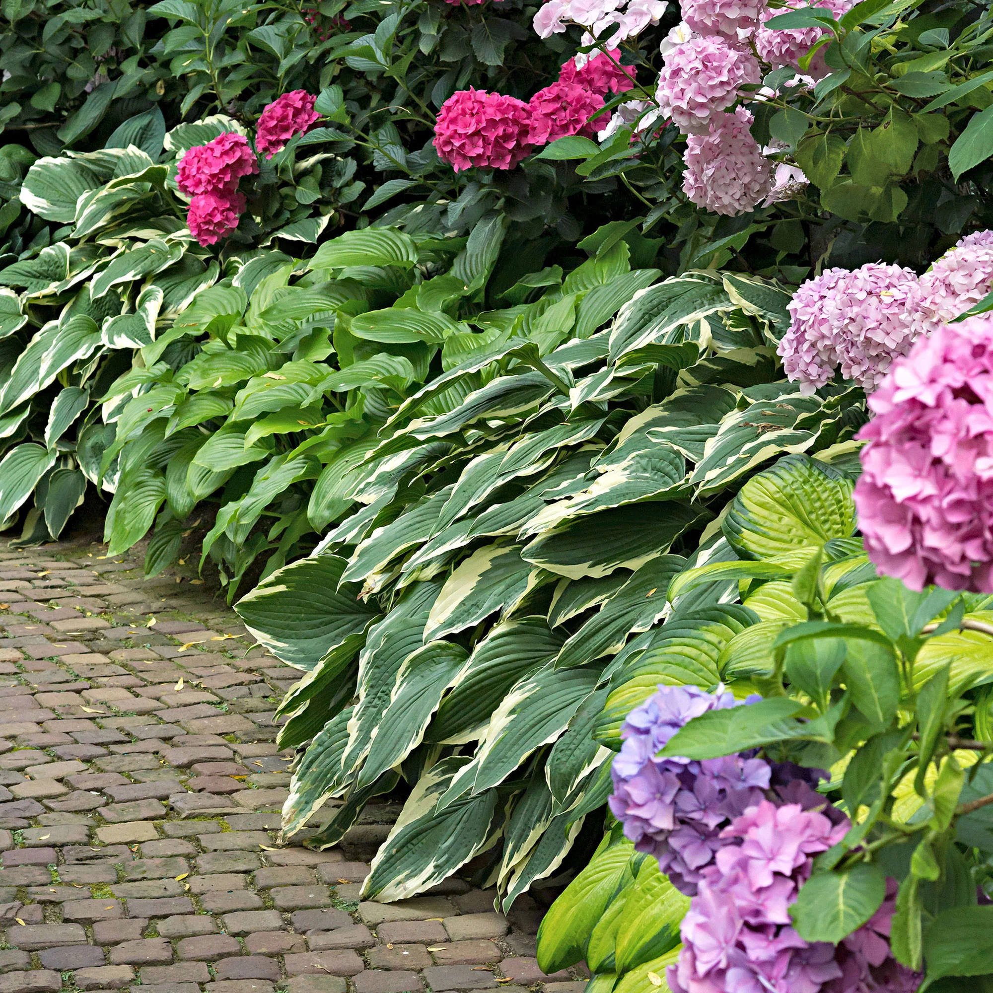 3 Hosta 'Colourful Shadow' - Plants à racines nues - Image 4