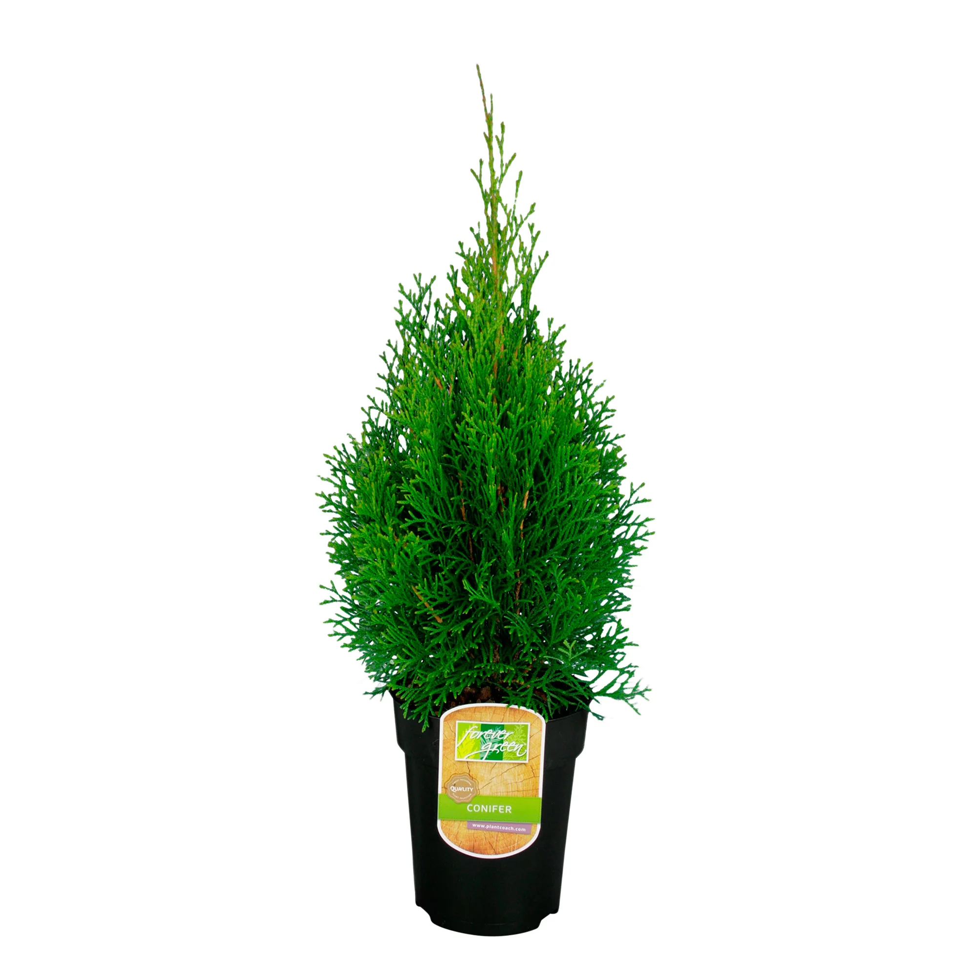 3 Thuya Thuja 'Smaragd' - Image 10