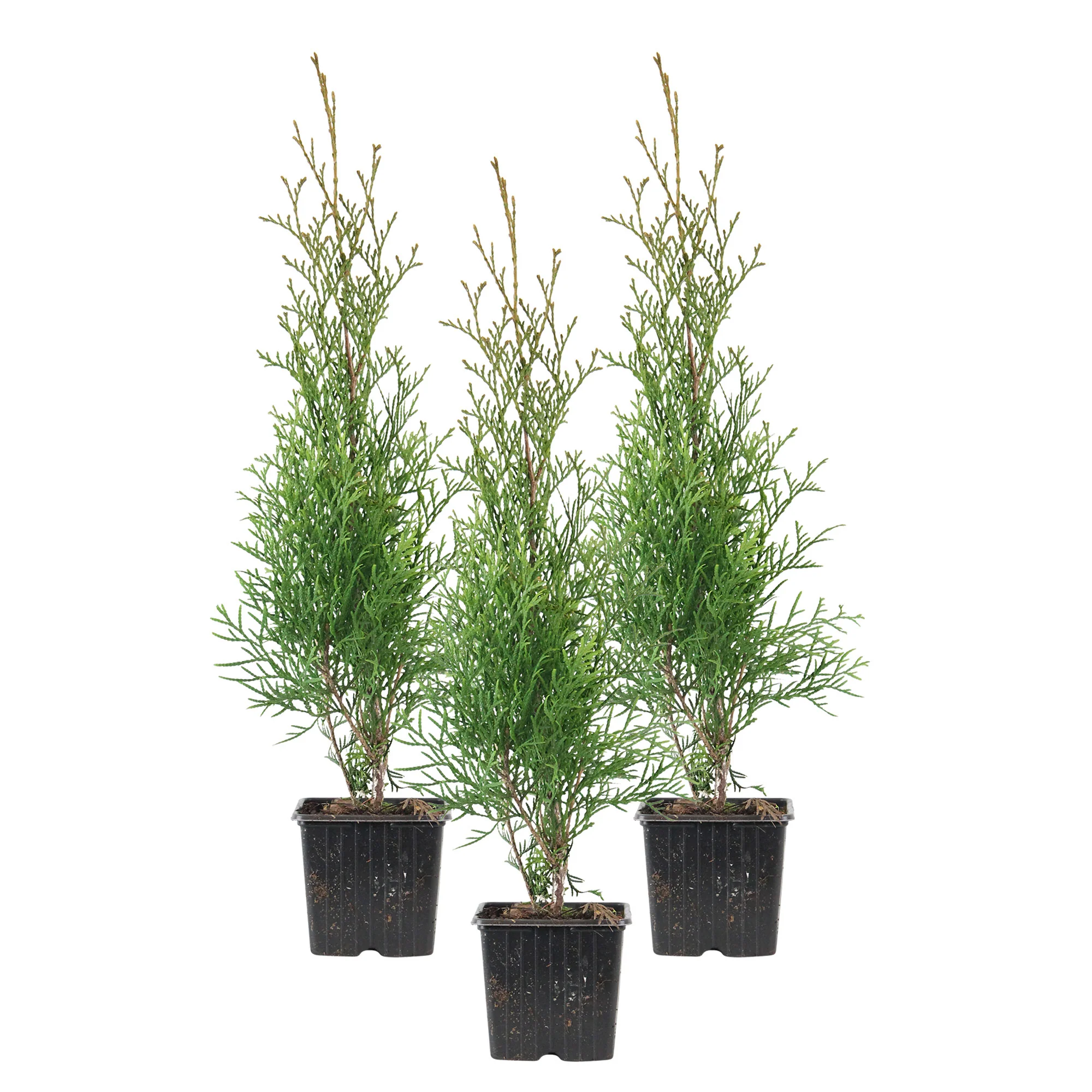 3 Thuya Thuja 'Smaragd' - Image 11