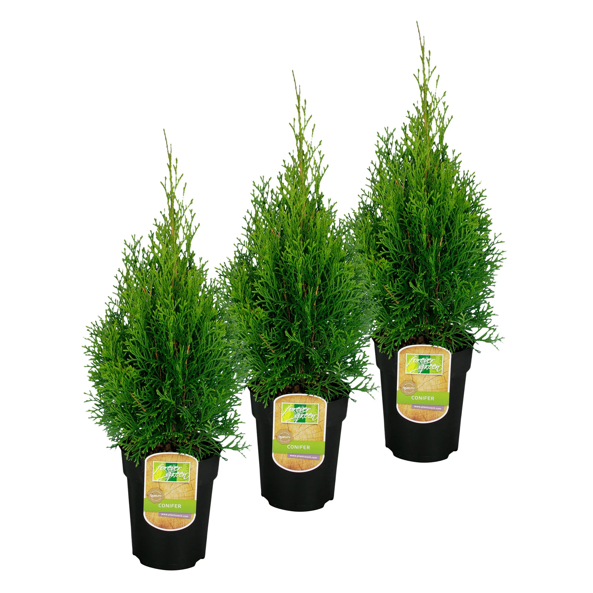 3 Thuya Thuja 'Smaragd' - Image 12