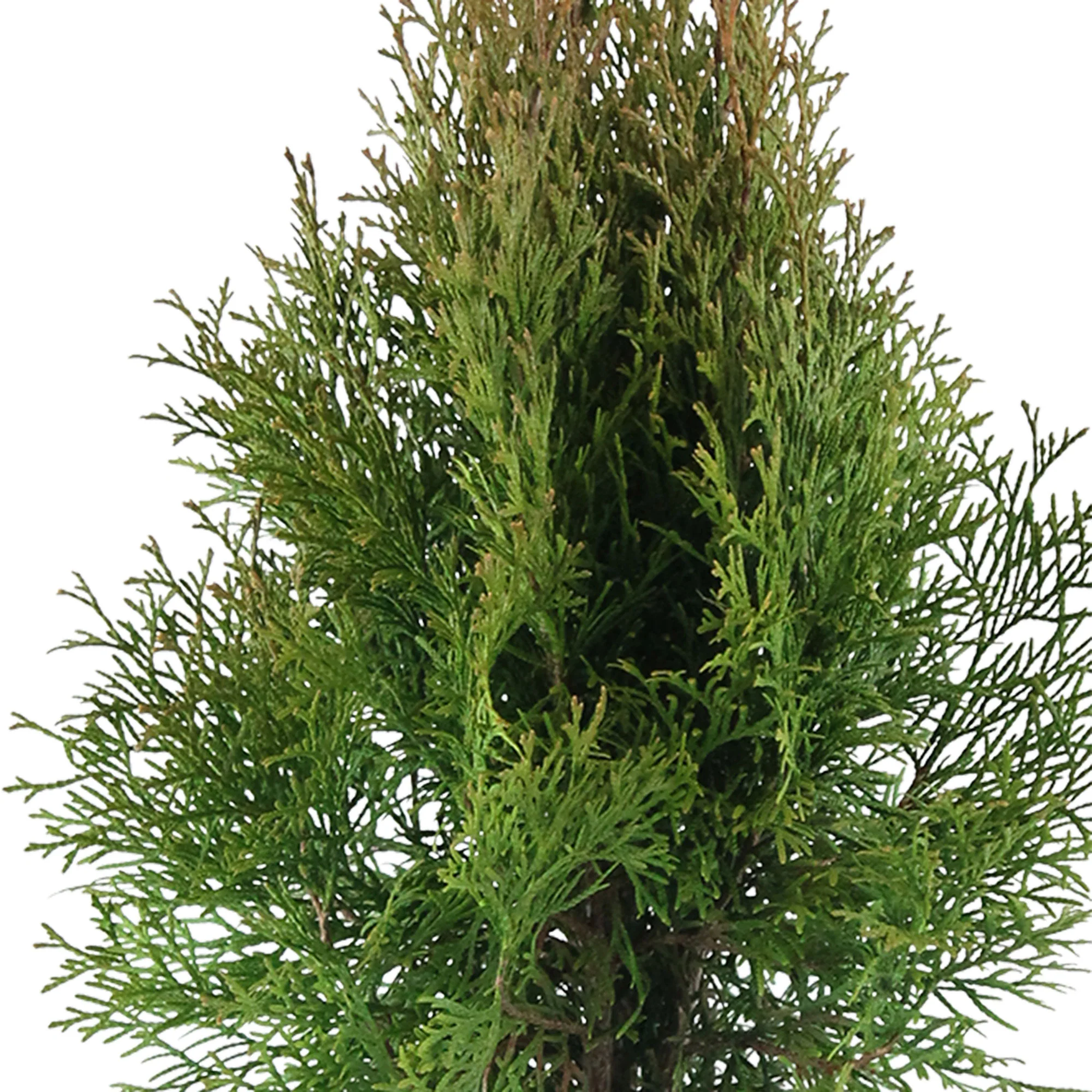 3 Thuya Thuja 'Smaragd' - Image 3