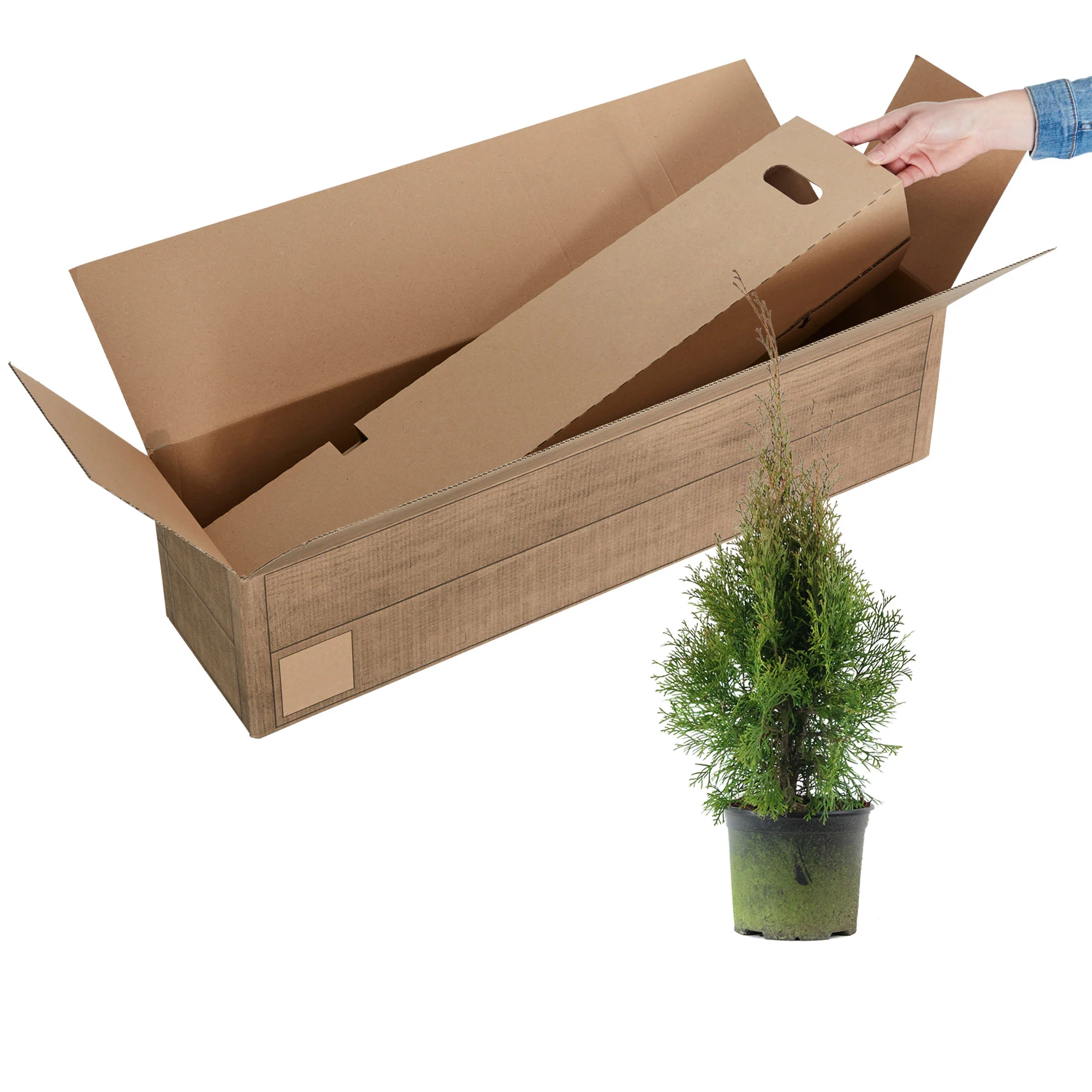 3 Thuya Thuja 'Smaragd' - Image 4