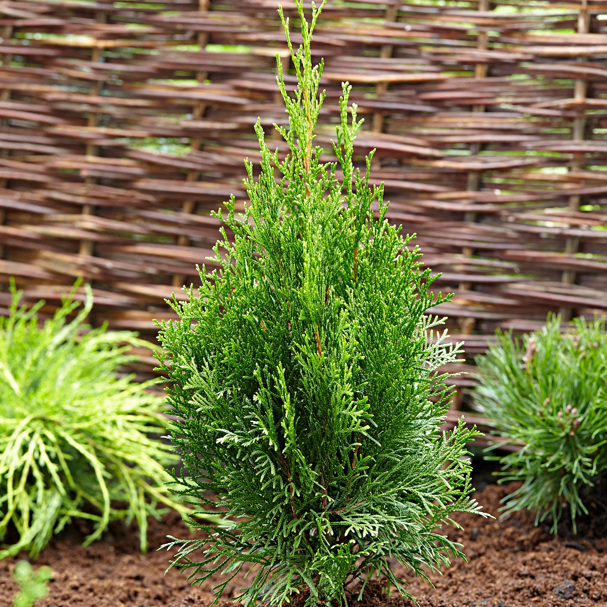 3 Thuya Thuja 'Smaragd' - Image 7