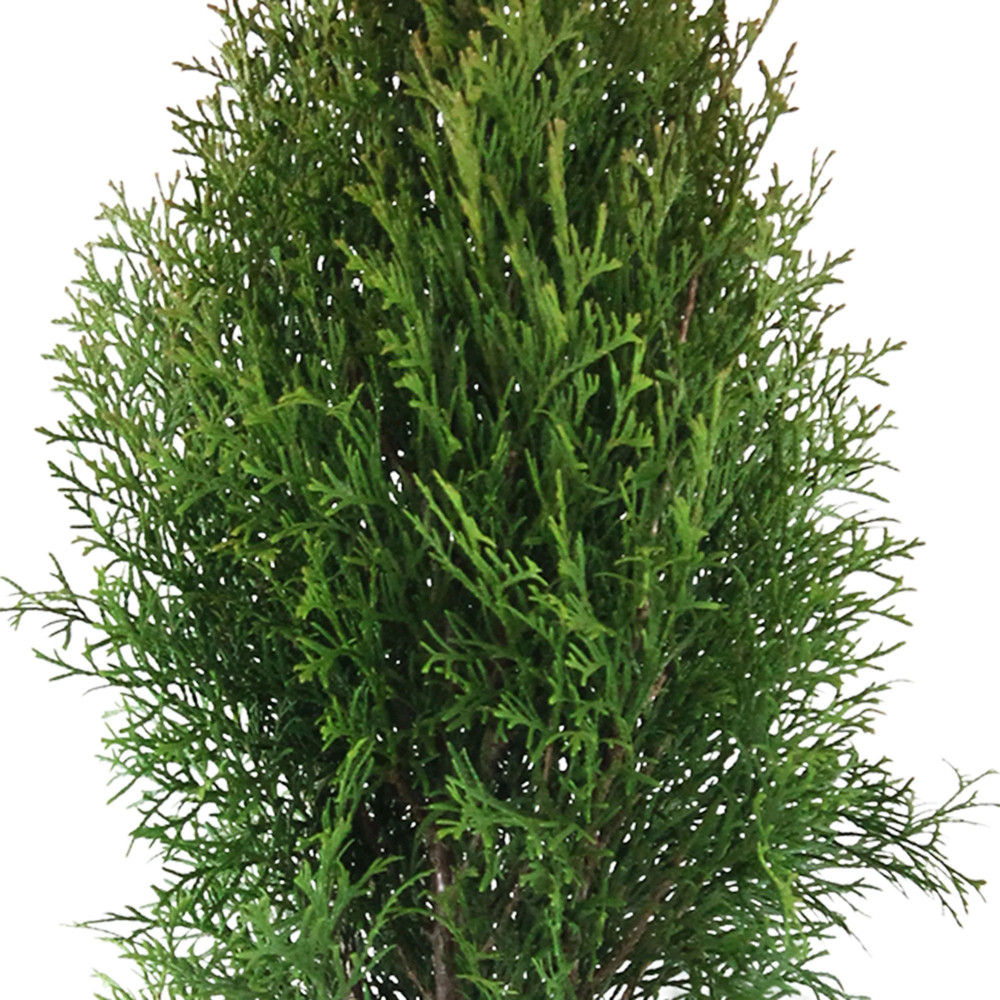 3 Thuya Thuja 'Smaragd' - Image 9