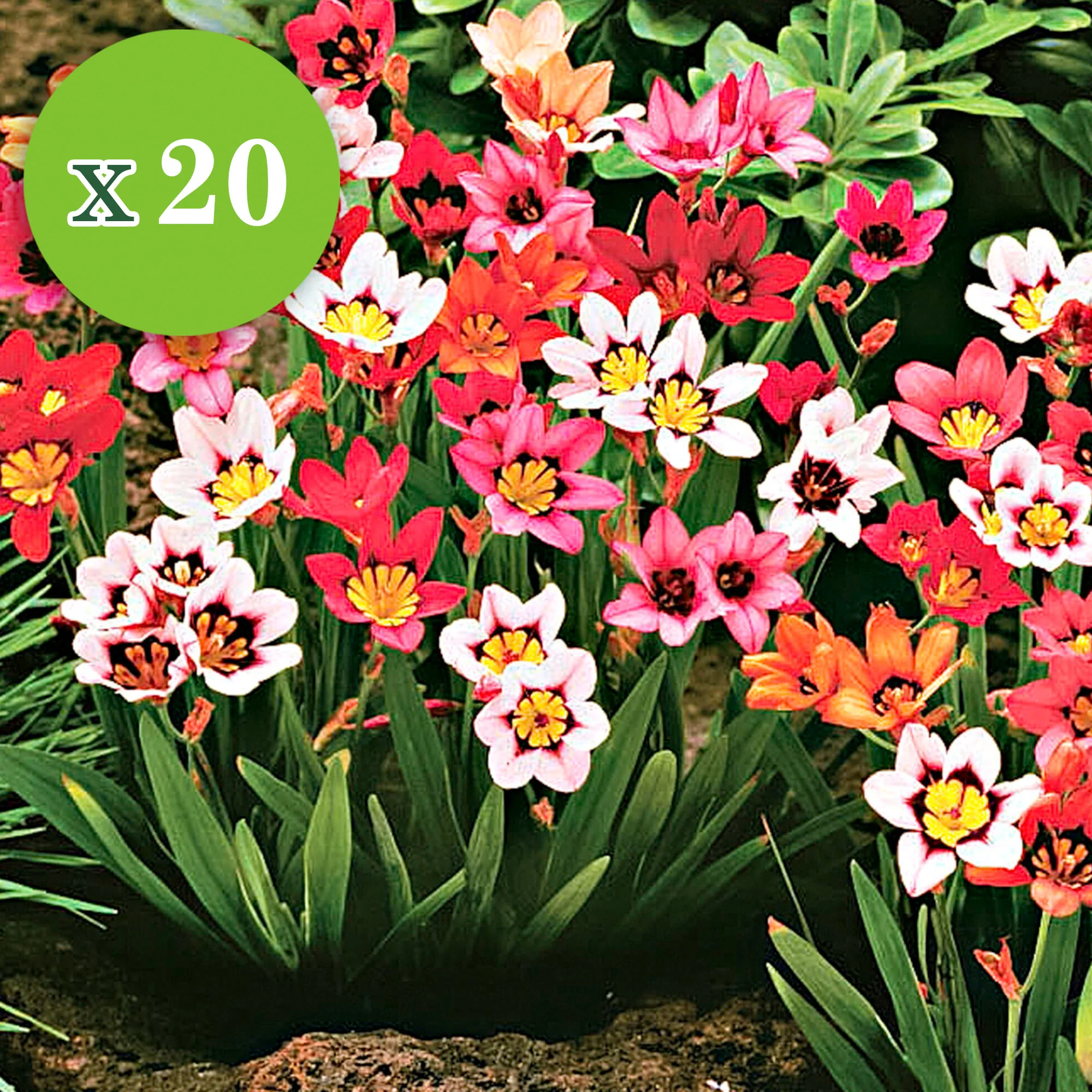 30x Bulbes de fleurs - Mélange - Image 3