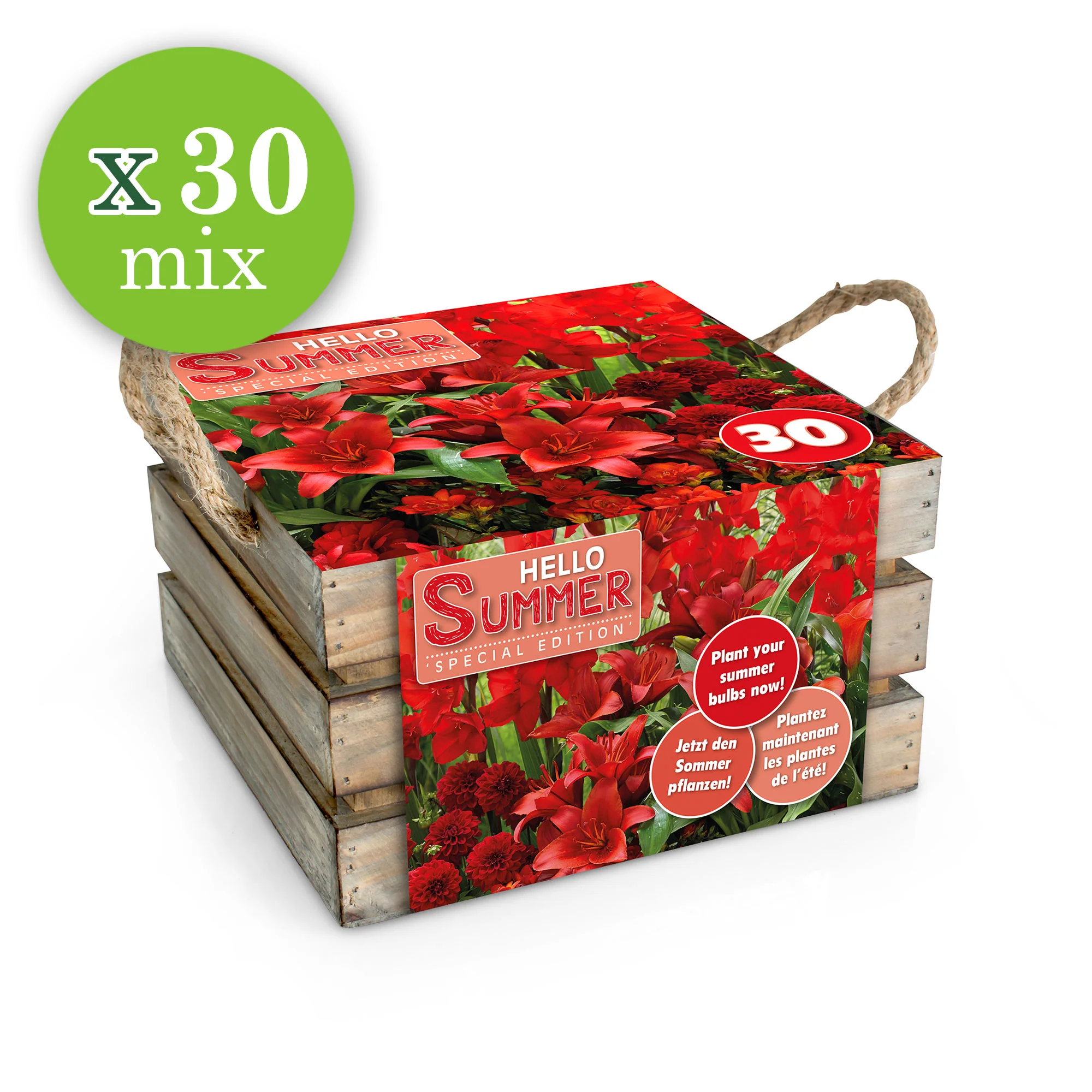 30x Bulbes de fleurs - Mélange 'Hello Summer!' rouge - Image 3