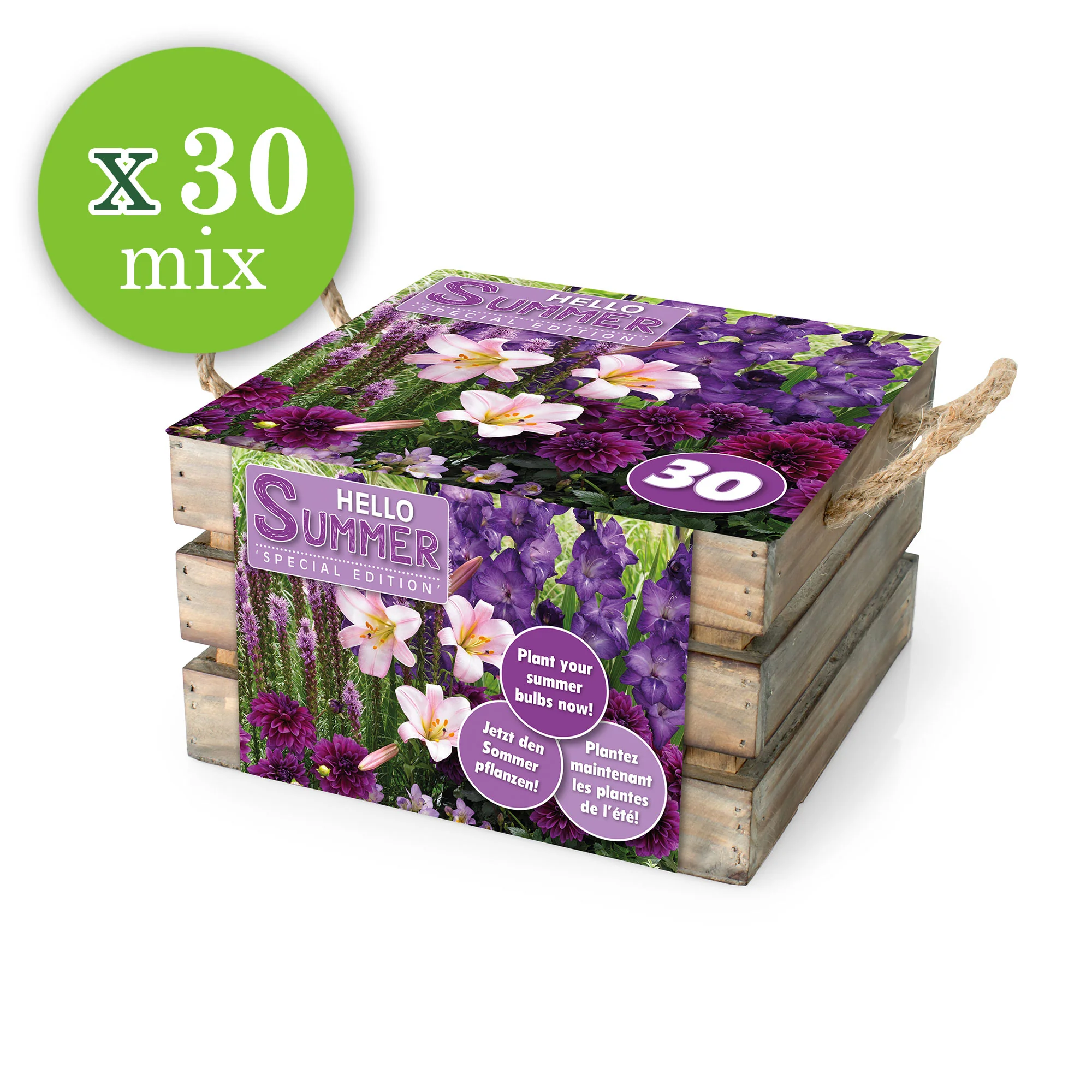 30x Bulbes de fleurs - Mélange 'Hello Summer!' violet - Image 3
