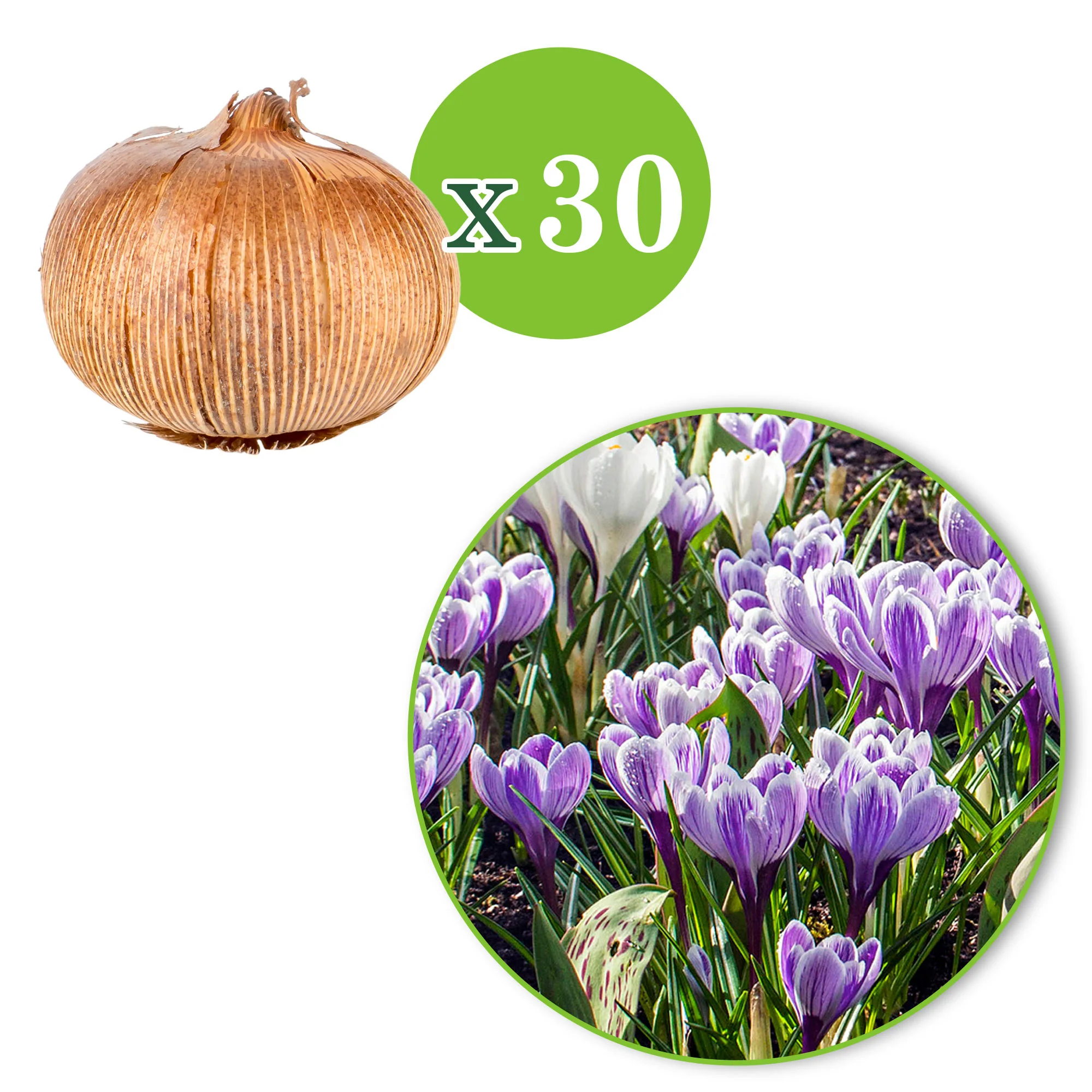 30x Grandes fleurs crocus Crocus 'Flower Record' + 'King of the Striped' + 'Jeanne d'Arc' bleu-blanc - Image 3