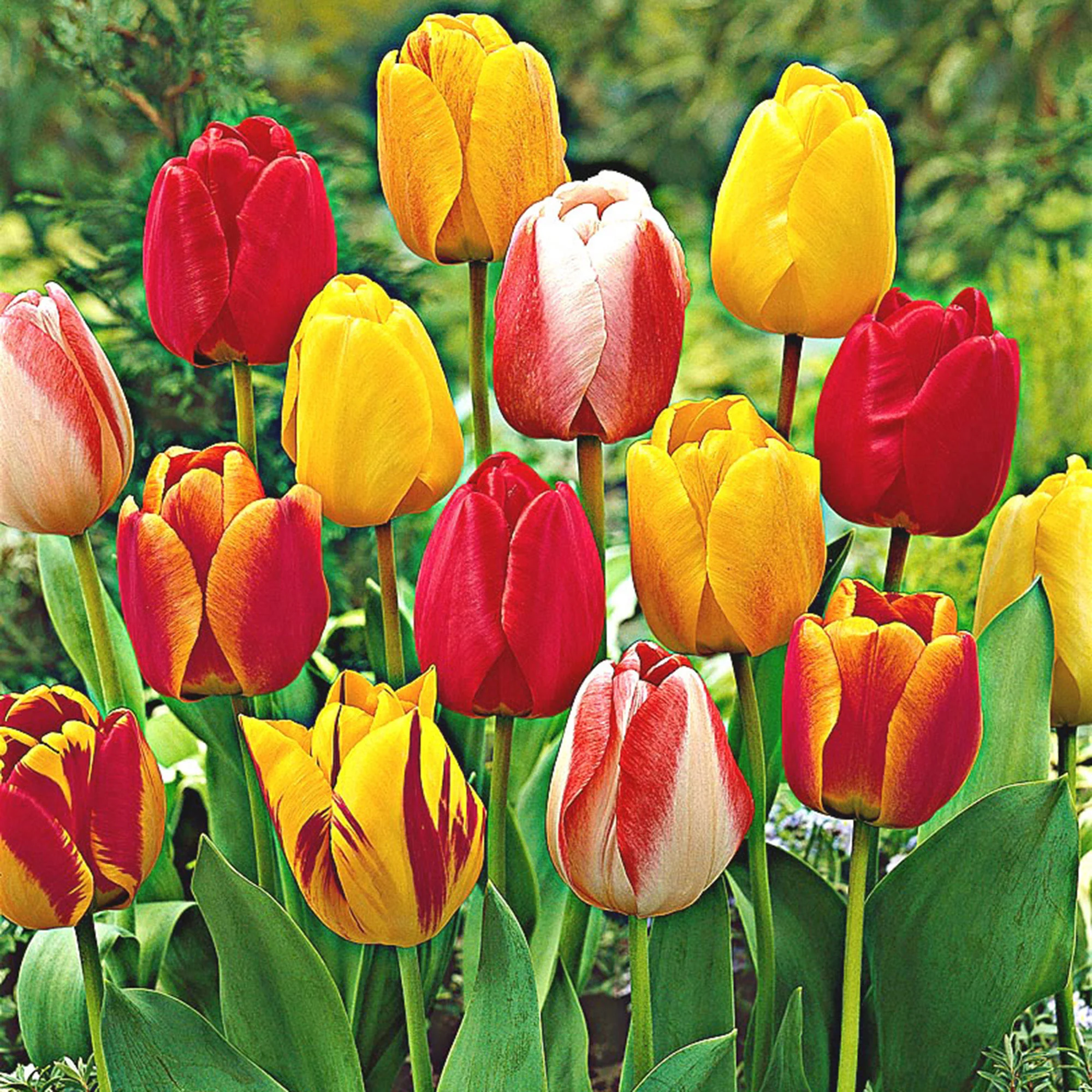 30x Tulipes Tulipa - Mélange 'Popular Mix' - Image 5