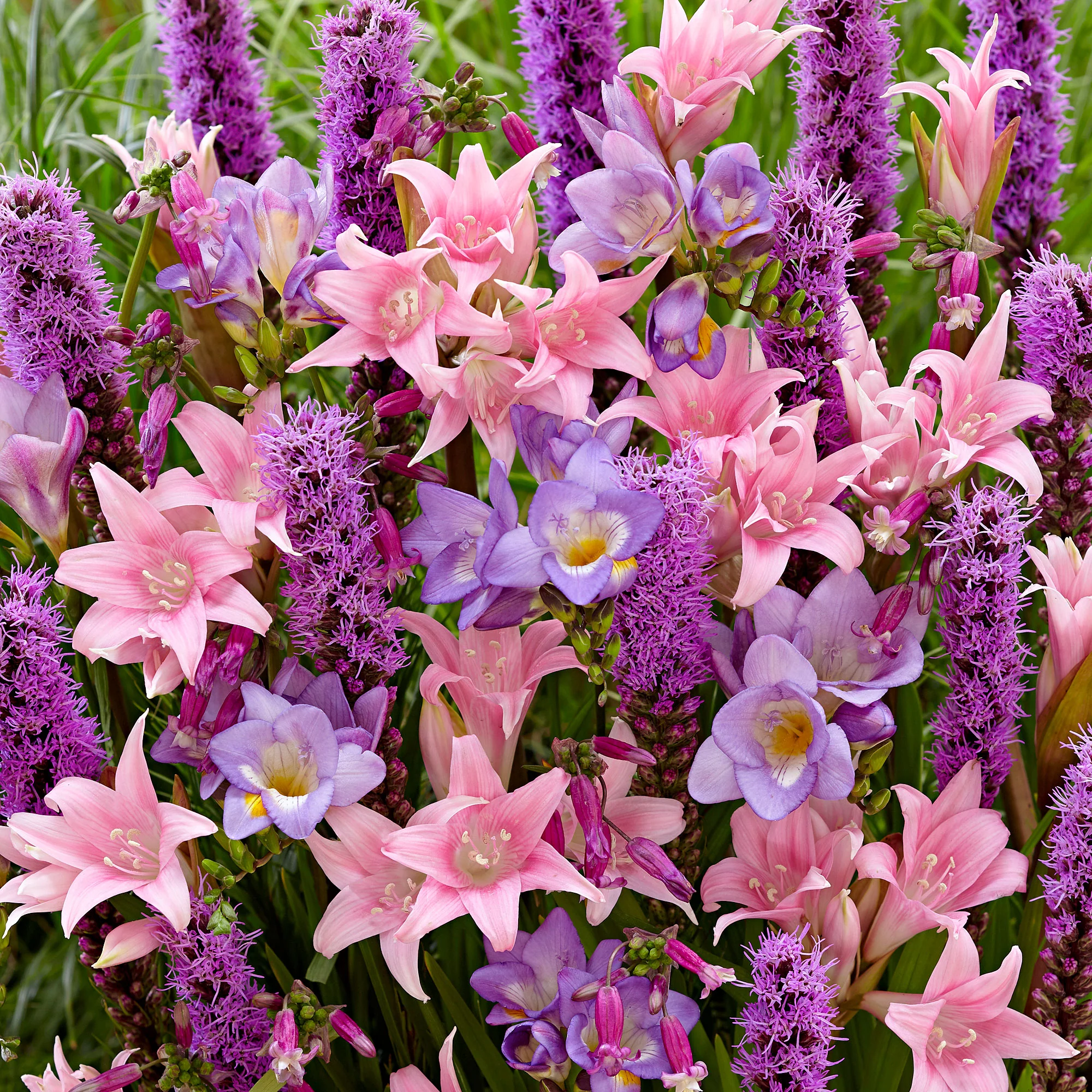 35x Bulbes de fleurs - Mélange 'Fragrant Pollinator Paradise' violet-rose-bleu - Image 2