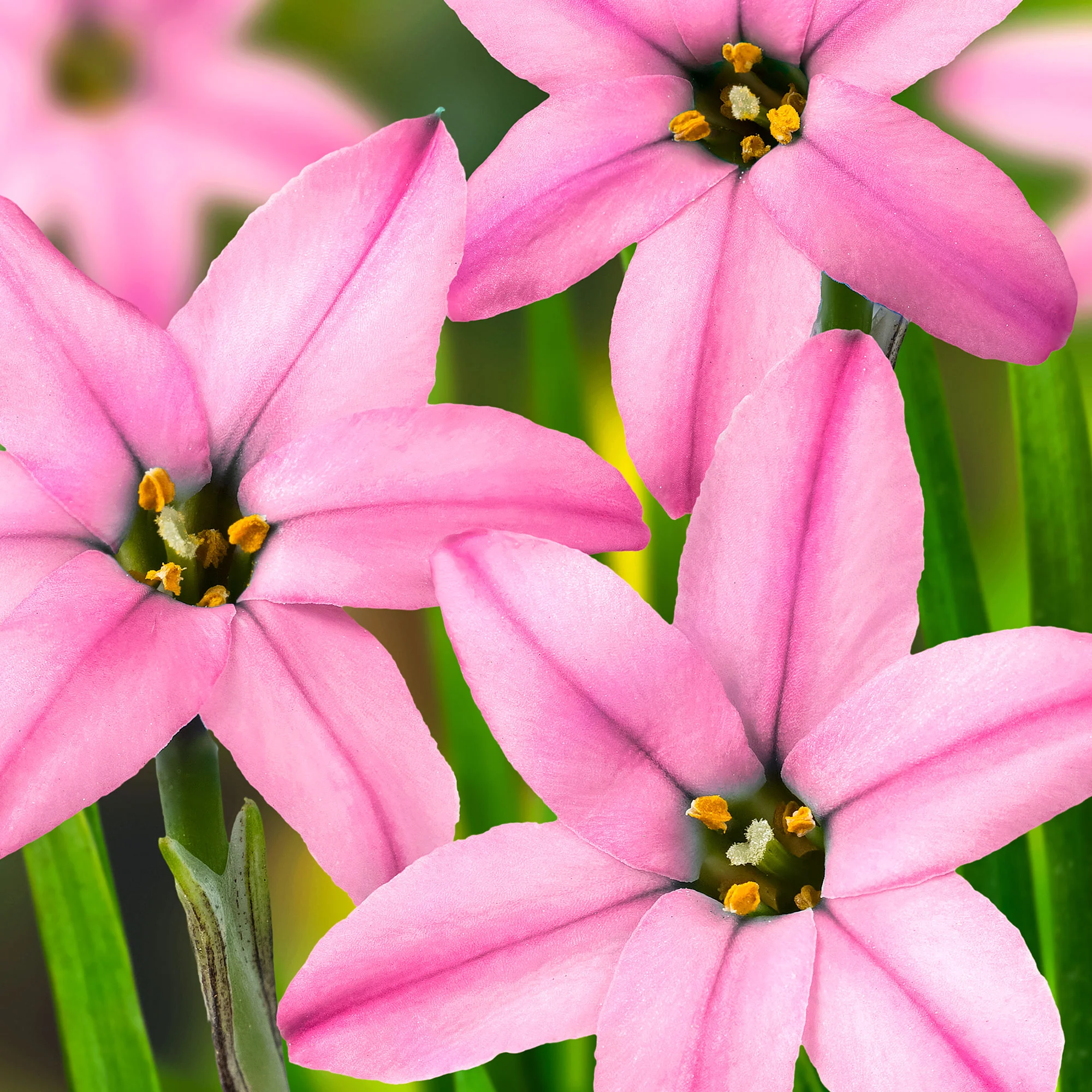 35x Étoile de printemps  Ipheion 'Charlotte Bishop' rose - Image 2