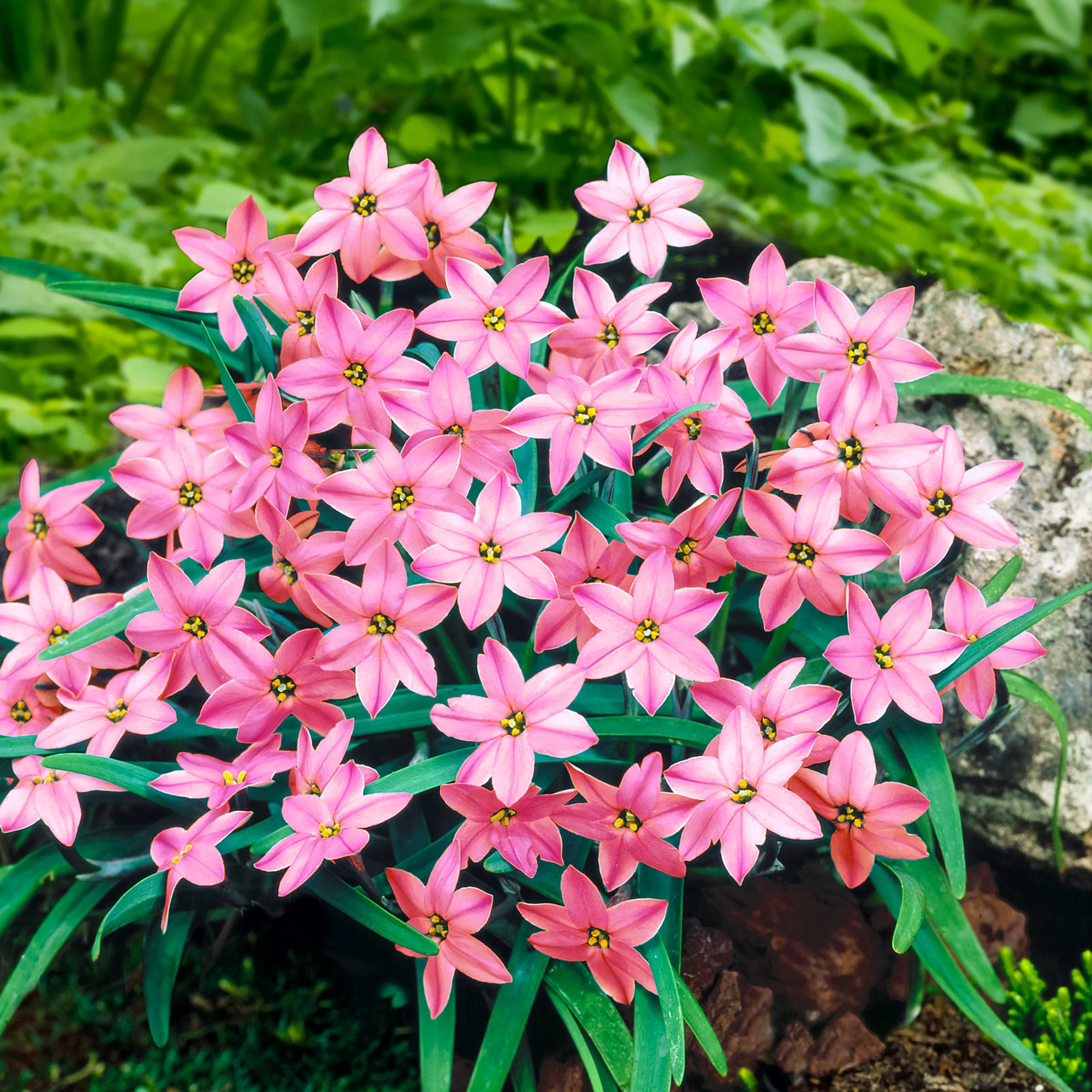 35x Étoile de printemps  Ipheion 'Charlotte Bishop' rose - Image 5