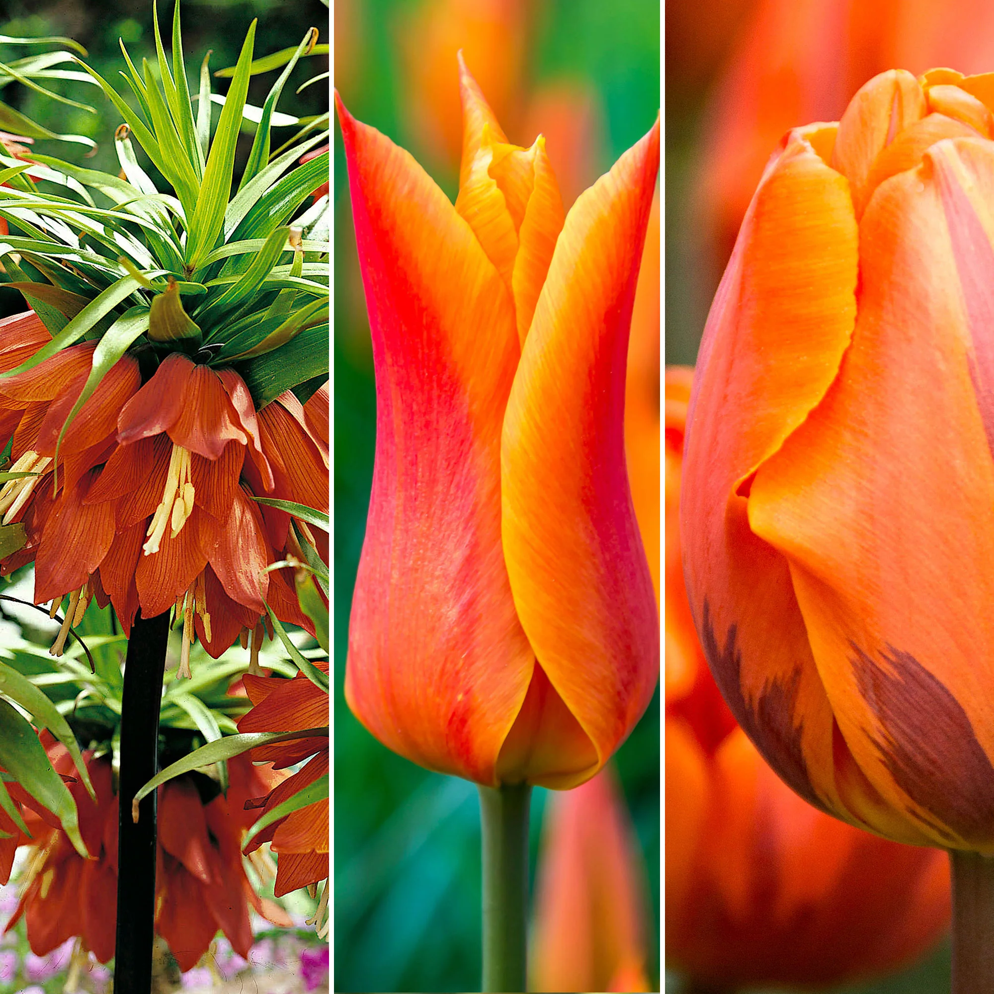 35x Pack de bulbes de fleurs 'Bordure de bouquets' rouge-orangé