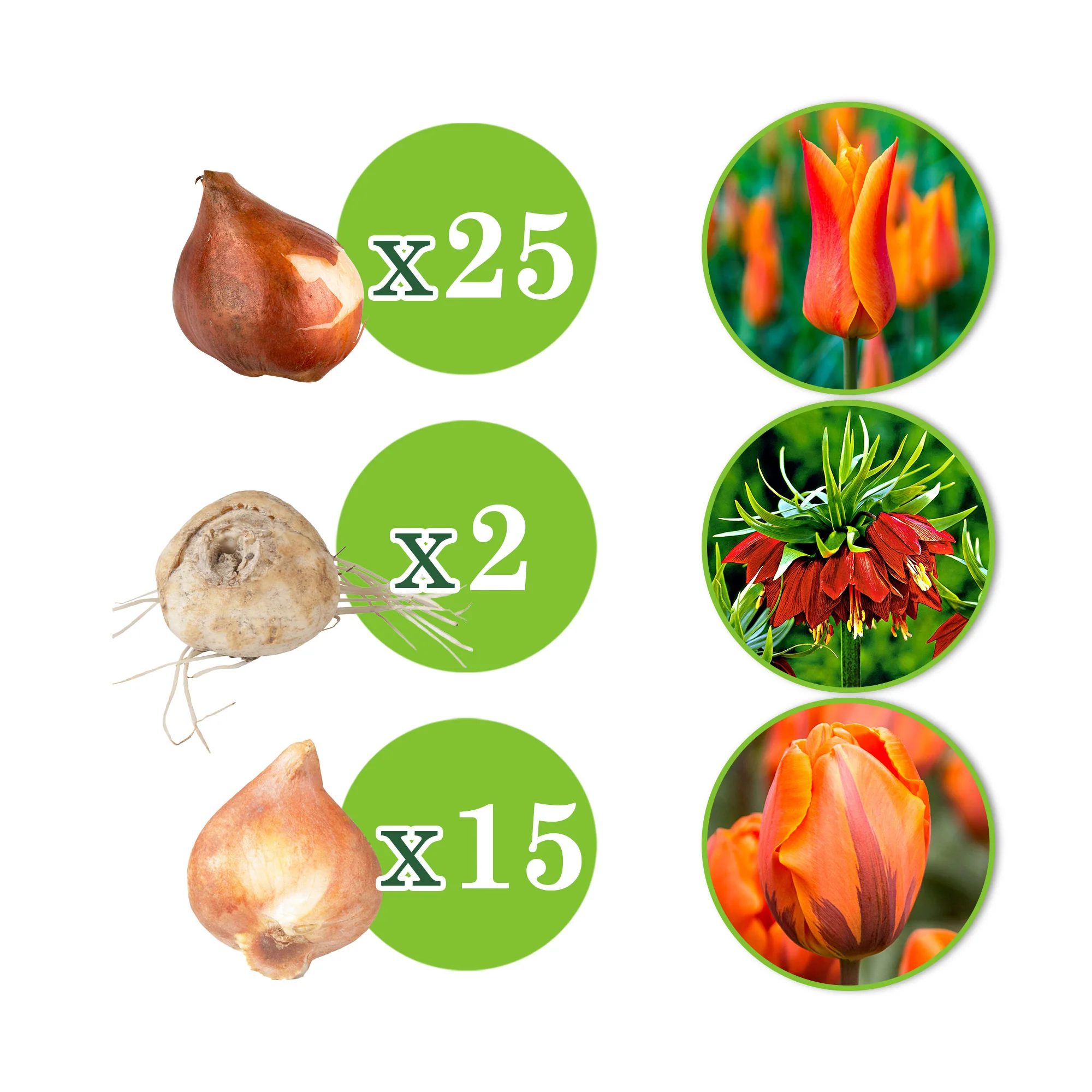 35x Pack de bulbes de fleurs 'Bordure de bouquets' rouge-orangé - Image 4