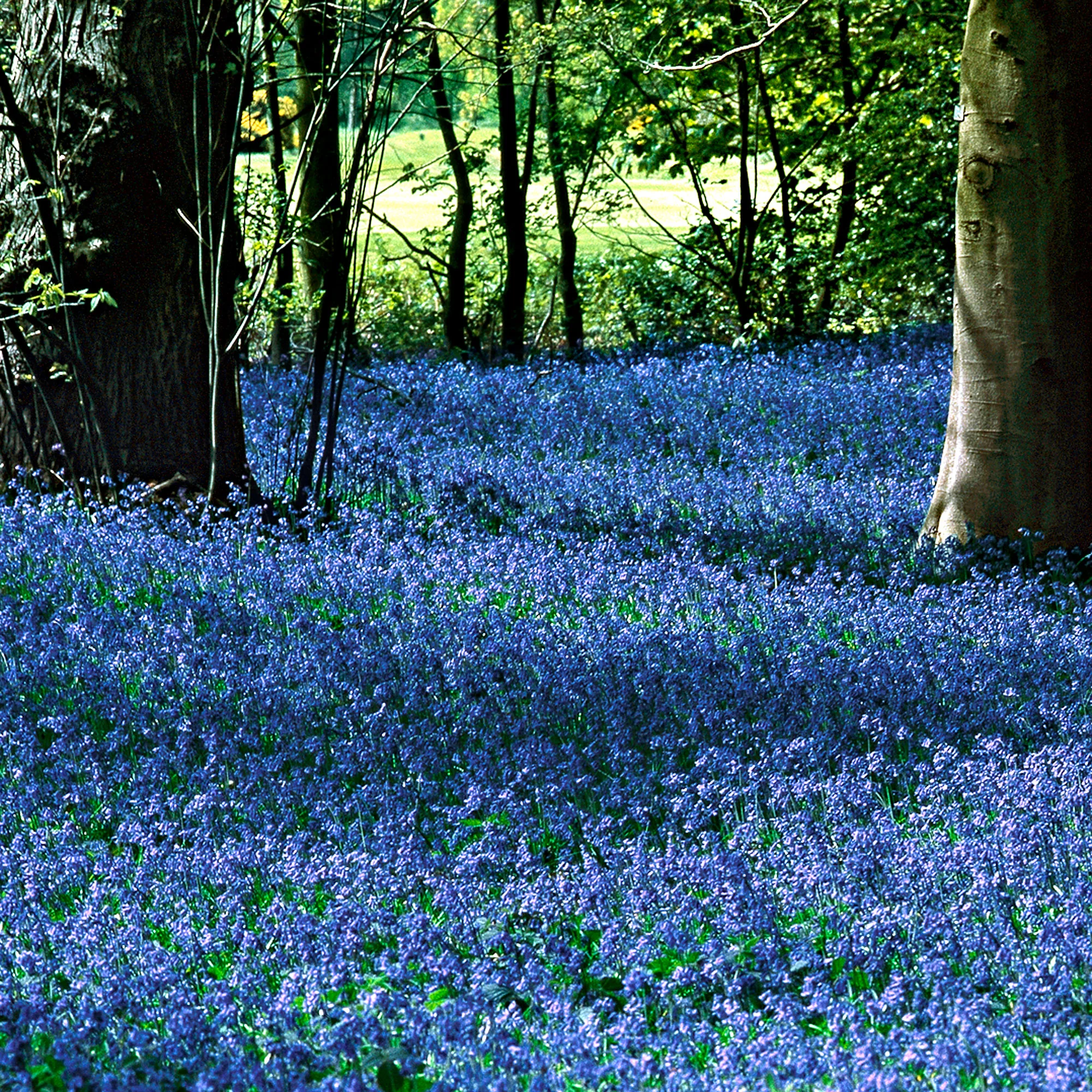 35x Scille de Sibérie  Scilla siberica bleu - Image 2