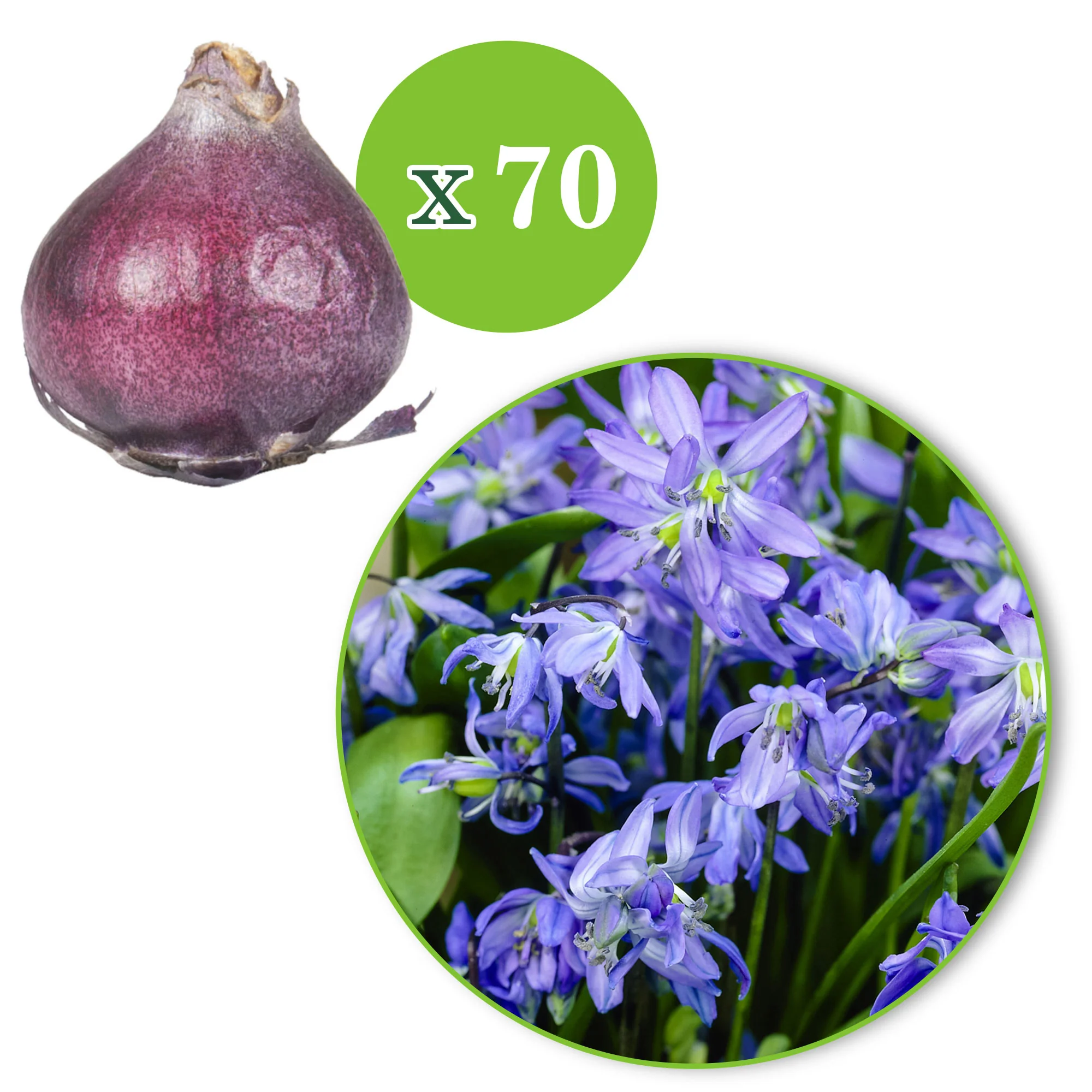 35x Scille de Sibérie  Scilla siberica bleu - Image 5