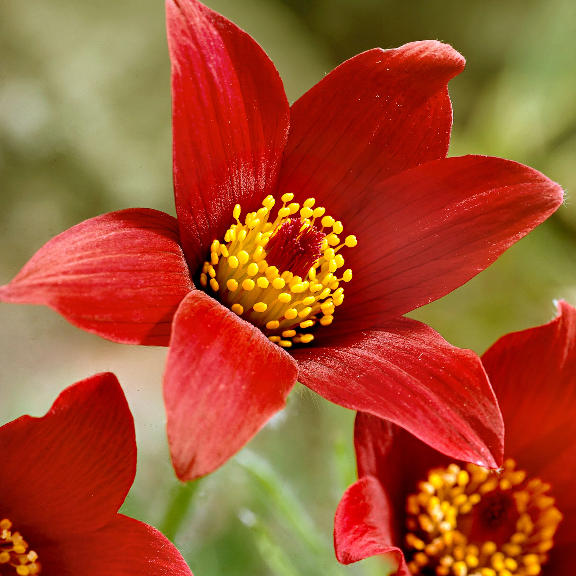 3x Anémone pulsatille rouge-jaune - Plants à racines nues