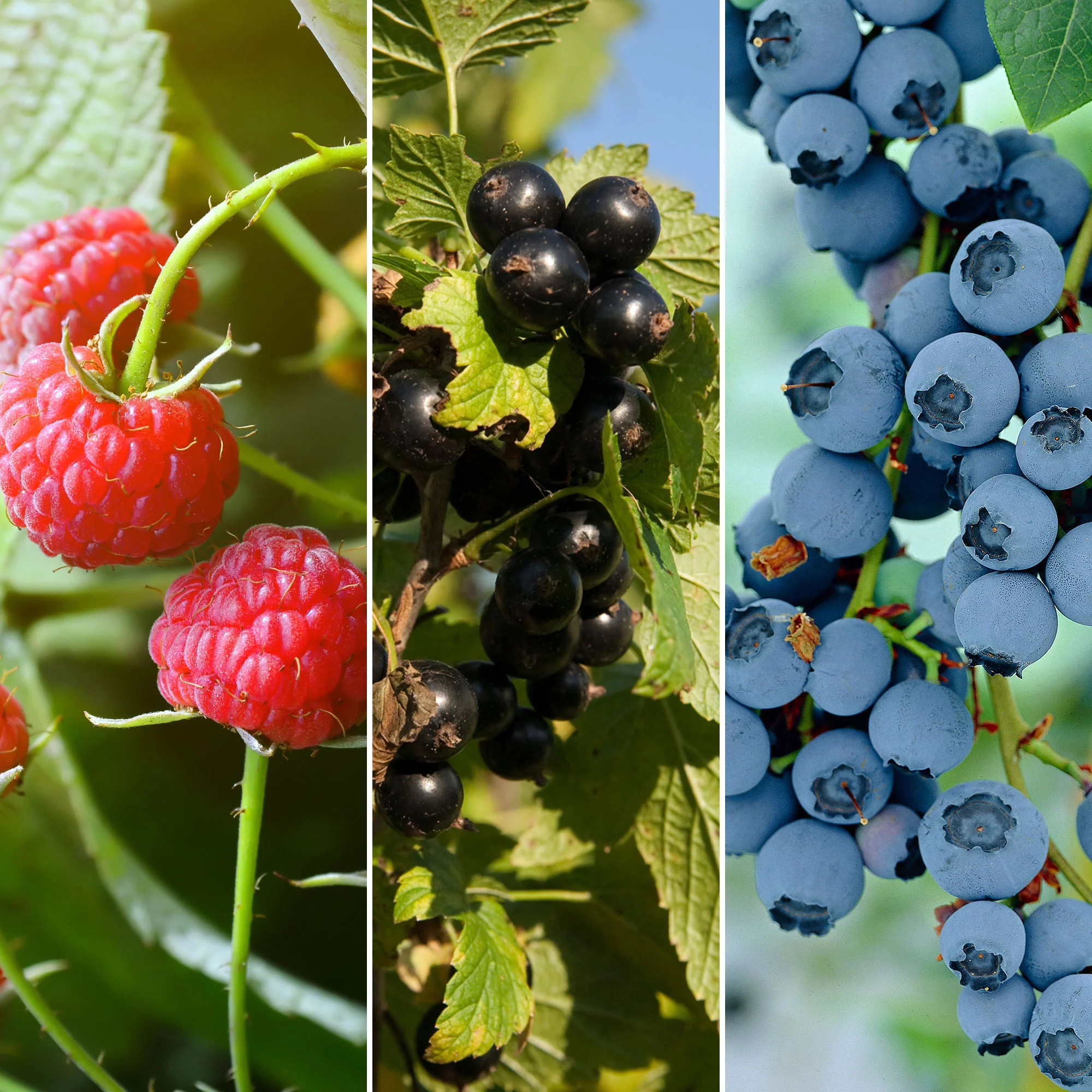 3x Arbuste fruitier cassis 'Little Black Sugar', framboisier nain 'Little Sweet Sister', myrtillier 'Little Blue Wonder' - Mélange 'Culture adaptée aux enfants' - Biologique - Image 2