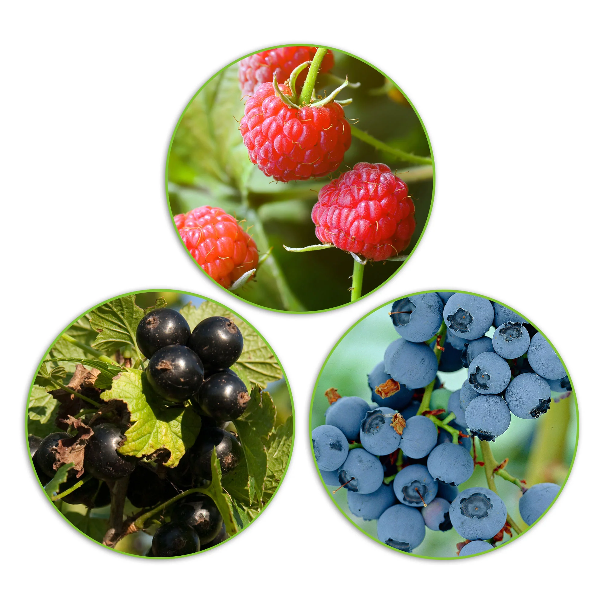 3x Arbuste fruitier cassis 'Little Black Sugar', framboisier nain 'Little Sweet Sister', myrtillier 'Little Blue Wonder' - Mélange 'Culture adaptée aux enfants' - Biologique - Image 3