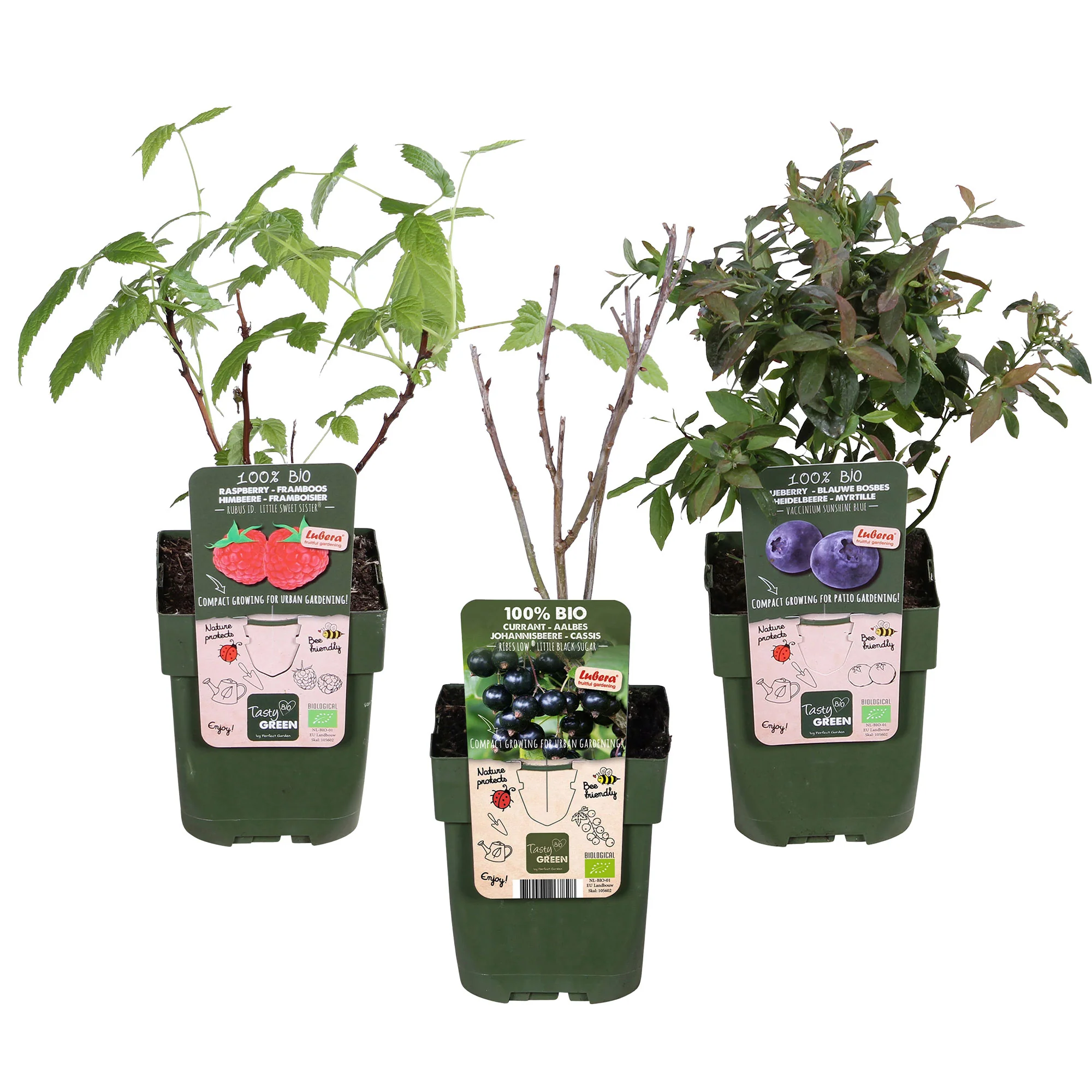 3x Arbuste fruitier cassis 'Little Black Sugar', framboisier nain 'Little Sweet Sister', myrtillier 'Little Blue Wonder' - Mélange 'Culture adaptée aux enfants' - Biologique - Image 4