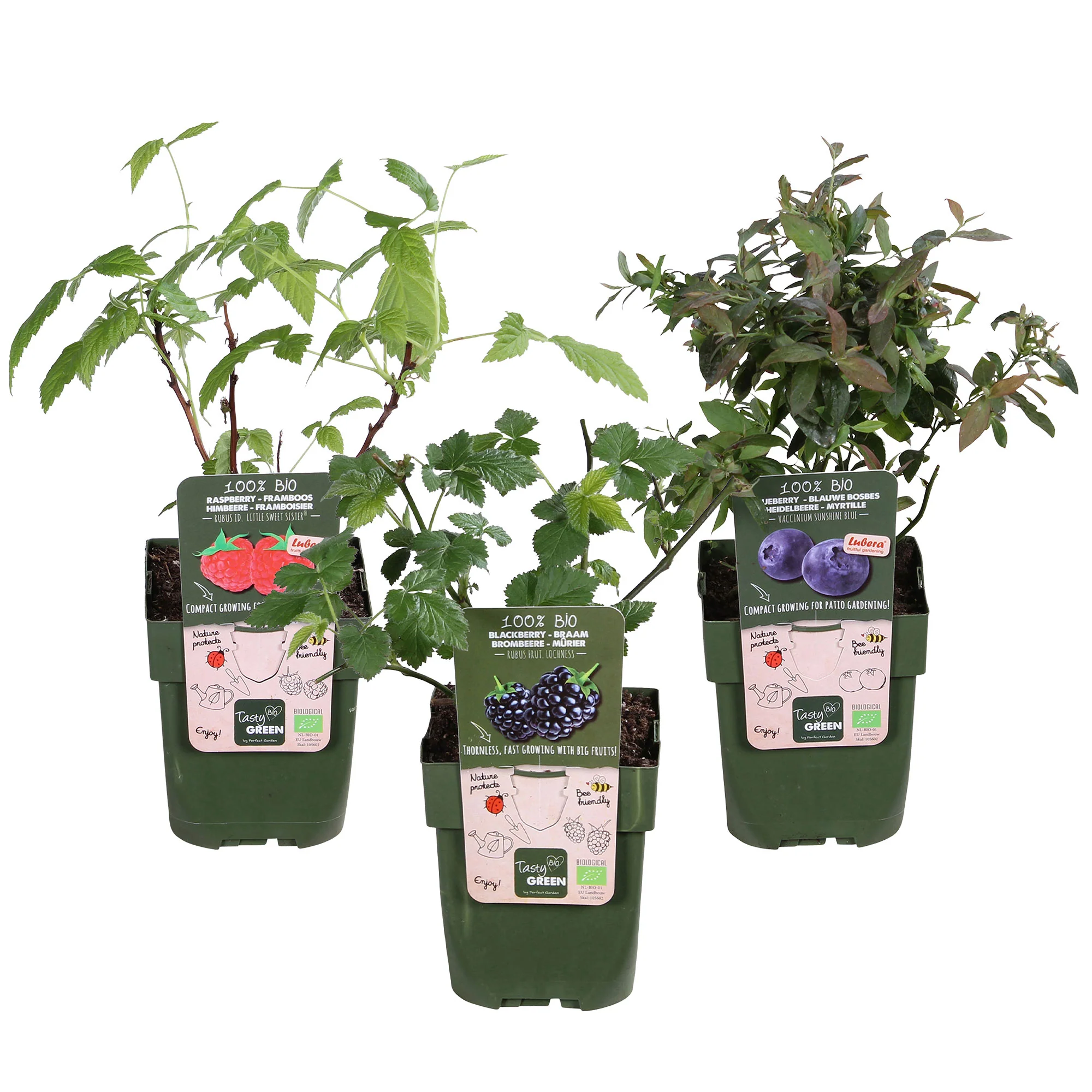 3x Arbuste fruitier mûrier nain 'Little Black Prince', framboisier nain 'Little Sweet Sister', myrtillier 'Little Blue Wonder' - Mélange 'Fruit nain' - Biologique - Image 3