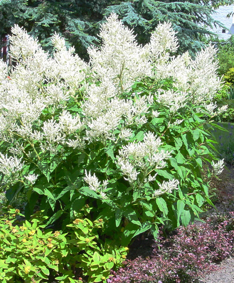 3x Aronces blanches - Racines nues - Image 3