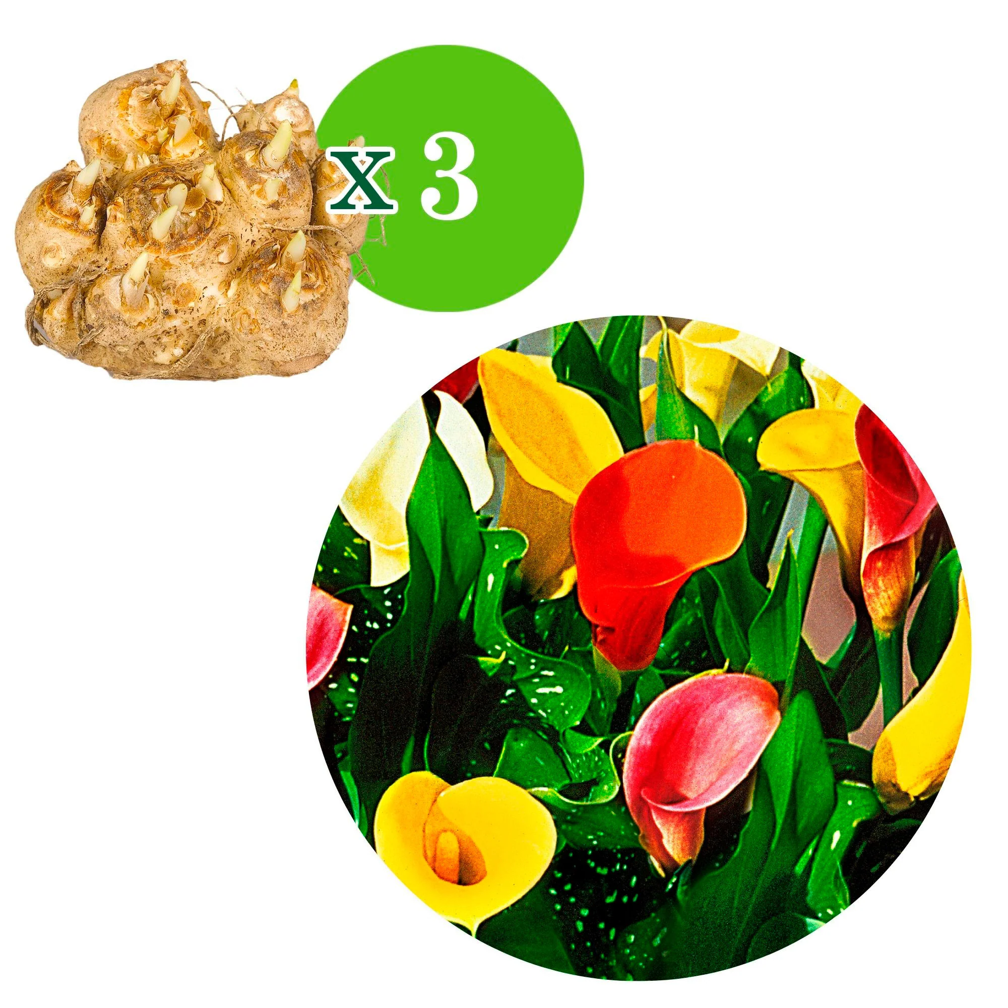 3x Arum jaune-rouge-rose - Image 5