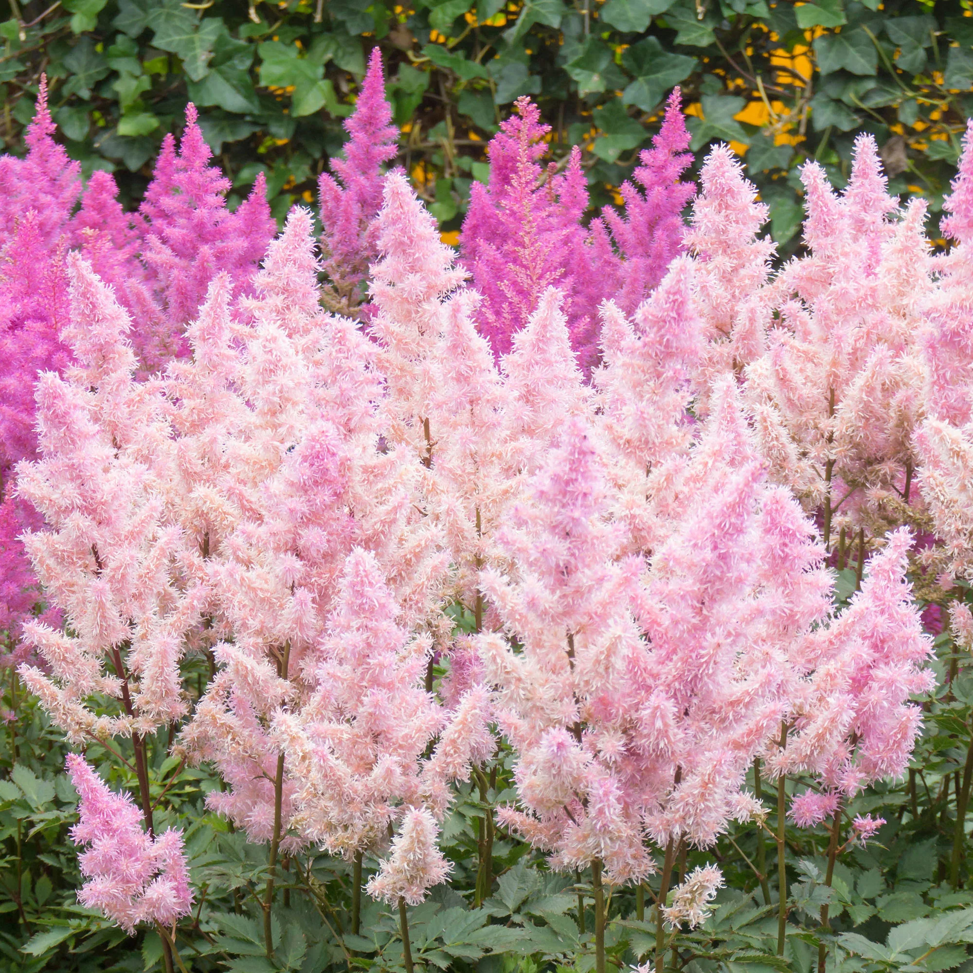 3x Astilbe Astilbe 'Ice Cream' rose-blanc - Plants à racines nues