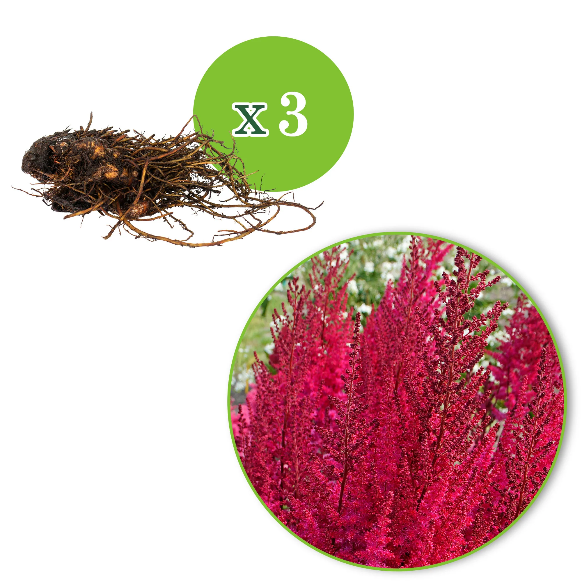 3x Astilbe Astilbe 'Mighty Chocolate Cherry' rouge-rose - Plants à racines nues - Image 2