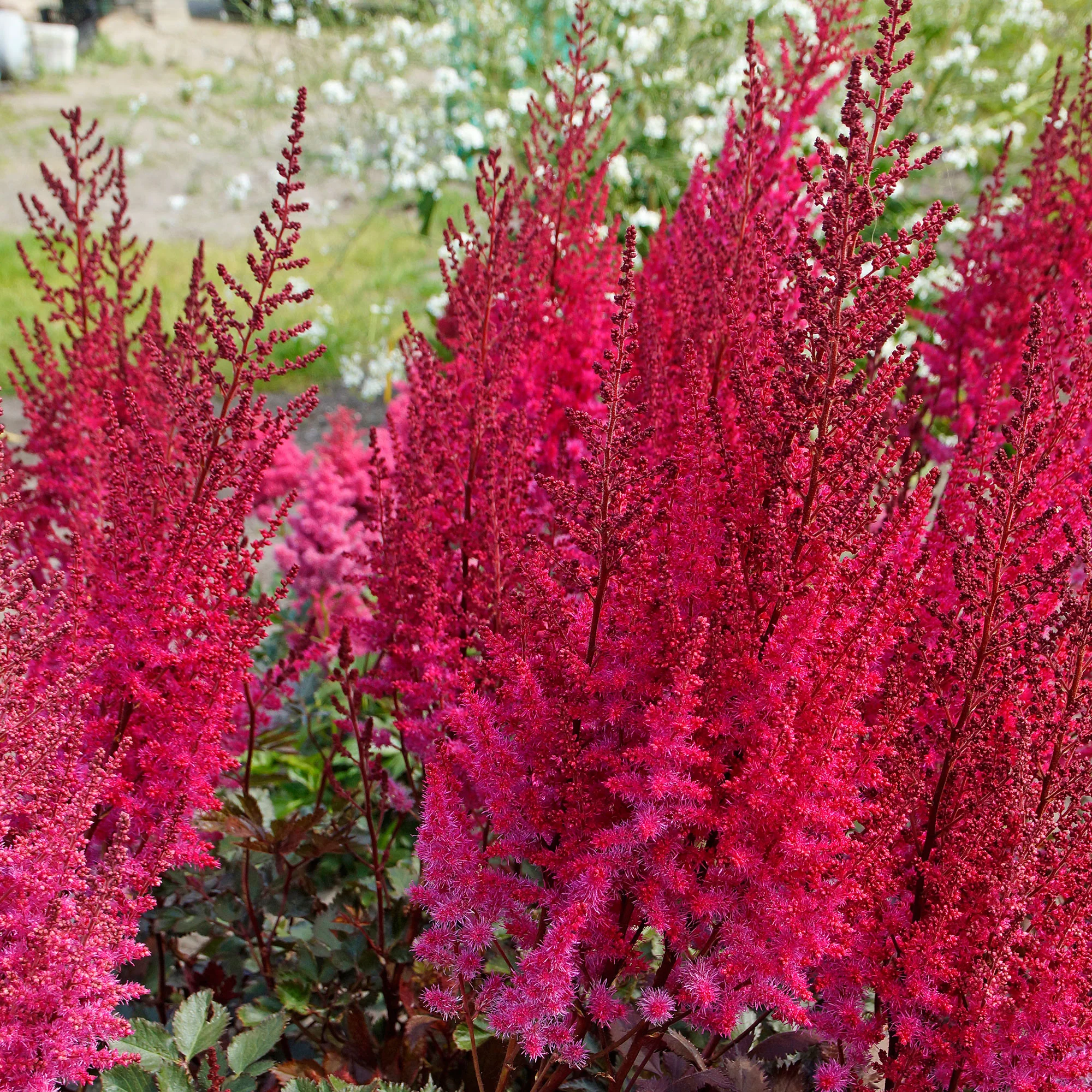 3x Astilbe Astilbe 'Mighty Chocolate Cherry' rouge-rose - Plants à racines nues - Image 6