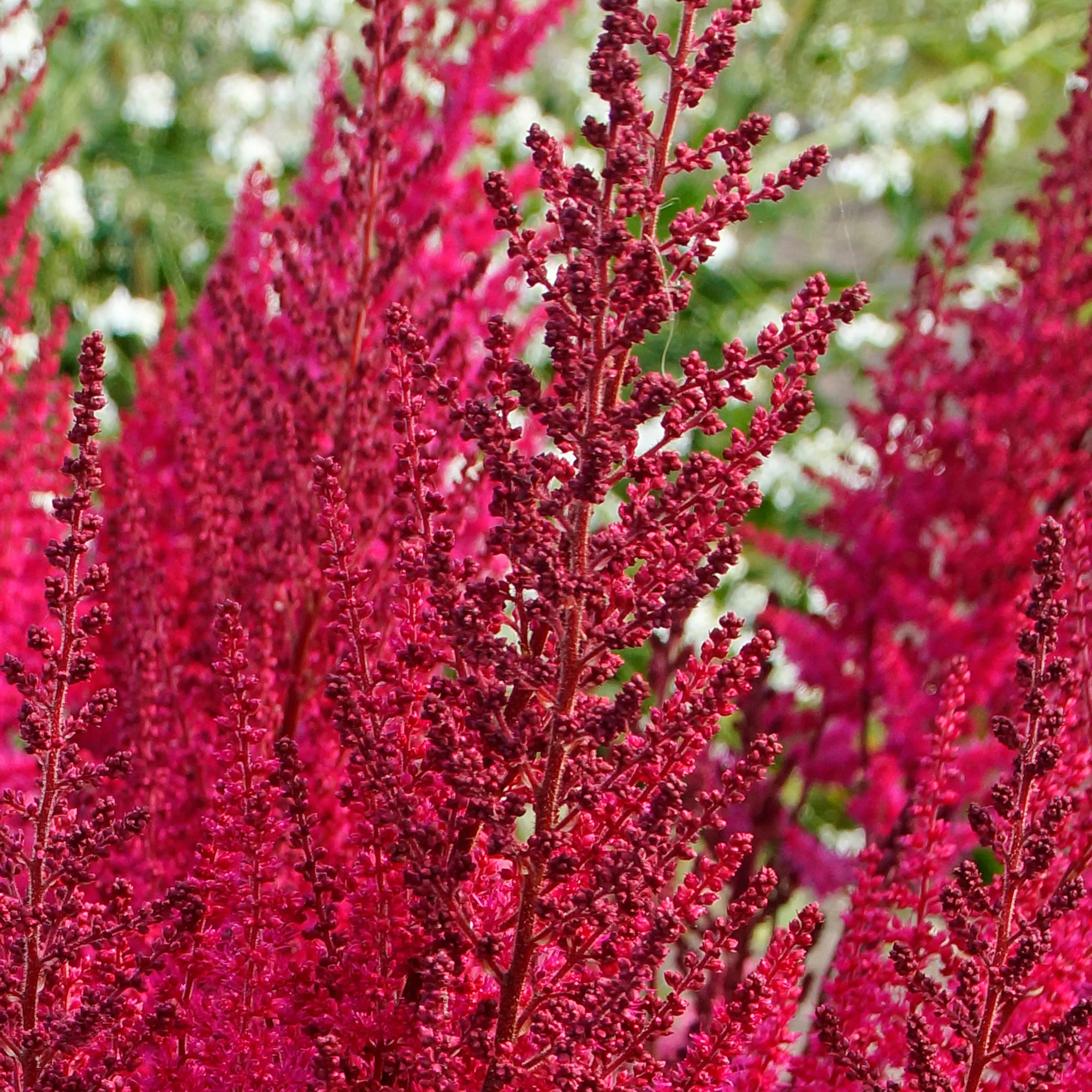 3x Astilbe Astilbe 'Mighty Chocolate Cherry' rouge-rose - Plants à racines nues - Image 8