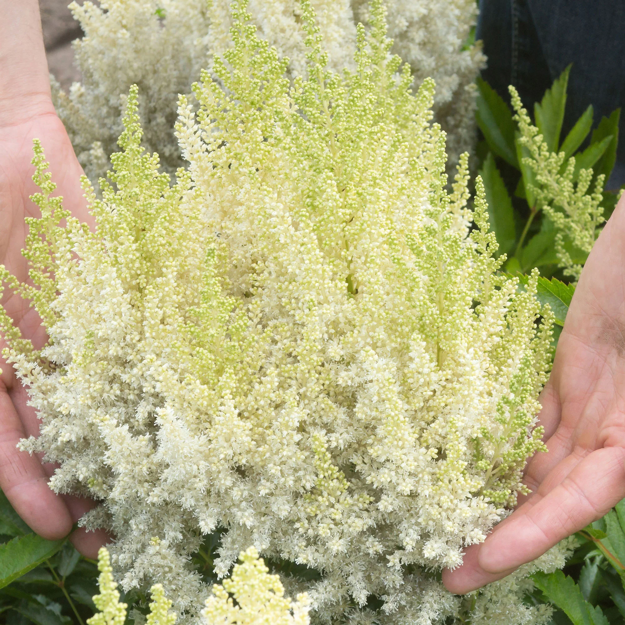 3x Astilbe Astilbe 'Weidse Gloria' blanc - Plants à racines nues - Image 3