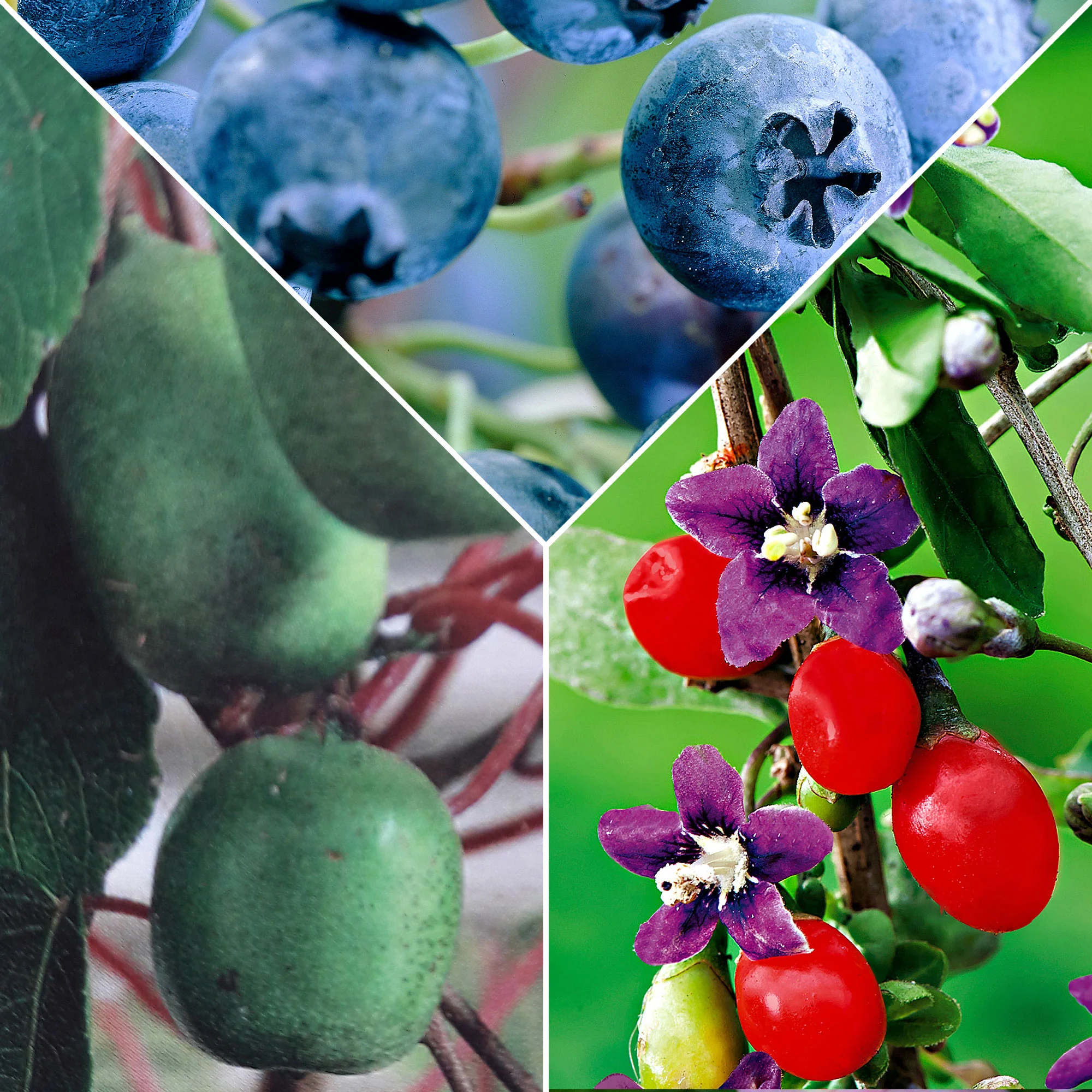 3x Baies de Goji 'Princess Tao', myrtille 'Reka', kiwaï 'Issai' - Mélange 'Superaliment' - Biologique - Image 2