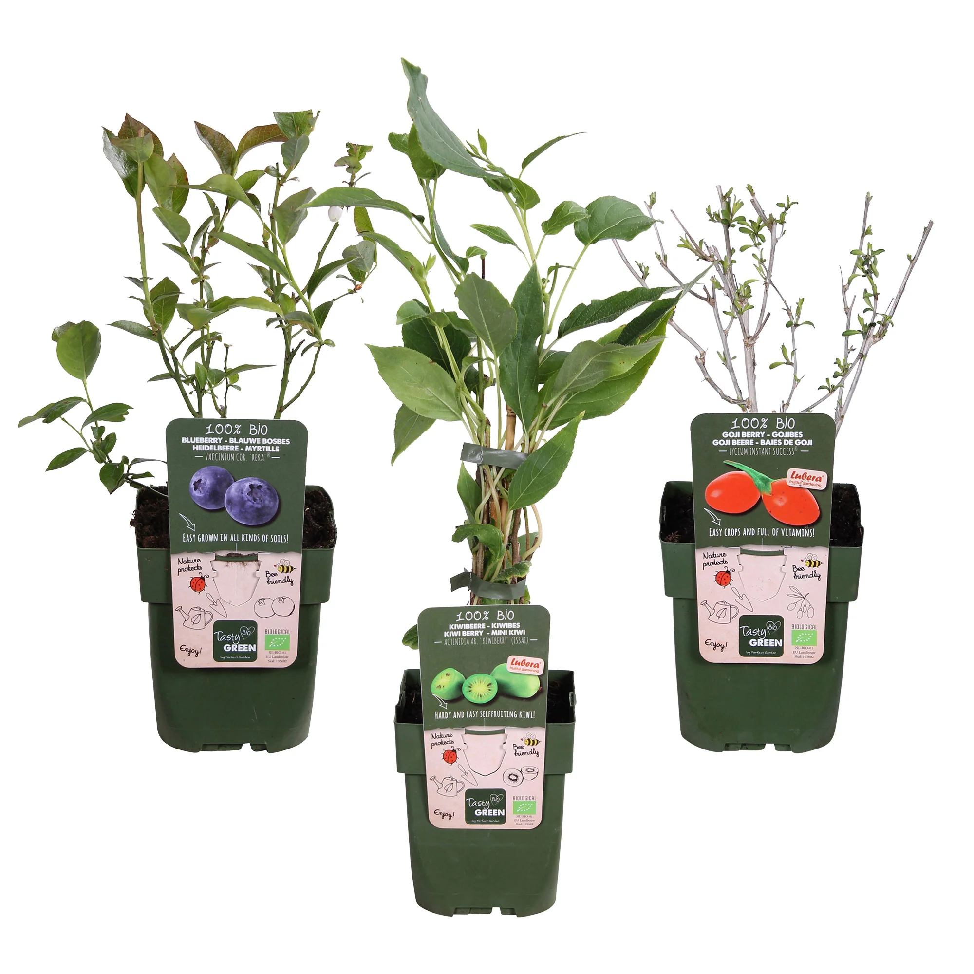 3x Baies de Goji 'Princess Tao', myrtille 'Reka', kiwaï 'Issai' - Mélange 'Superaliment' - Biologique - Image 3