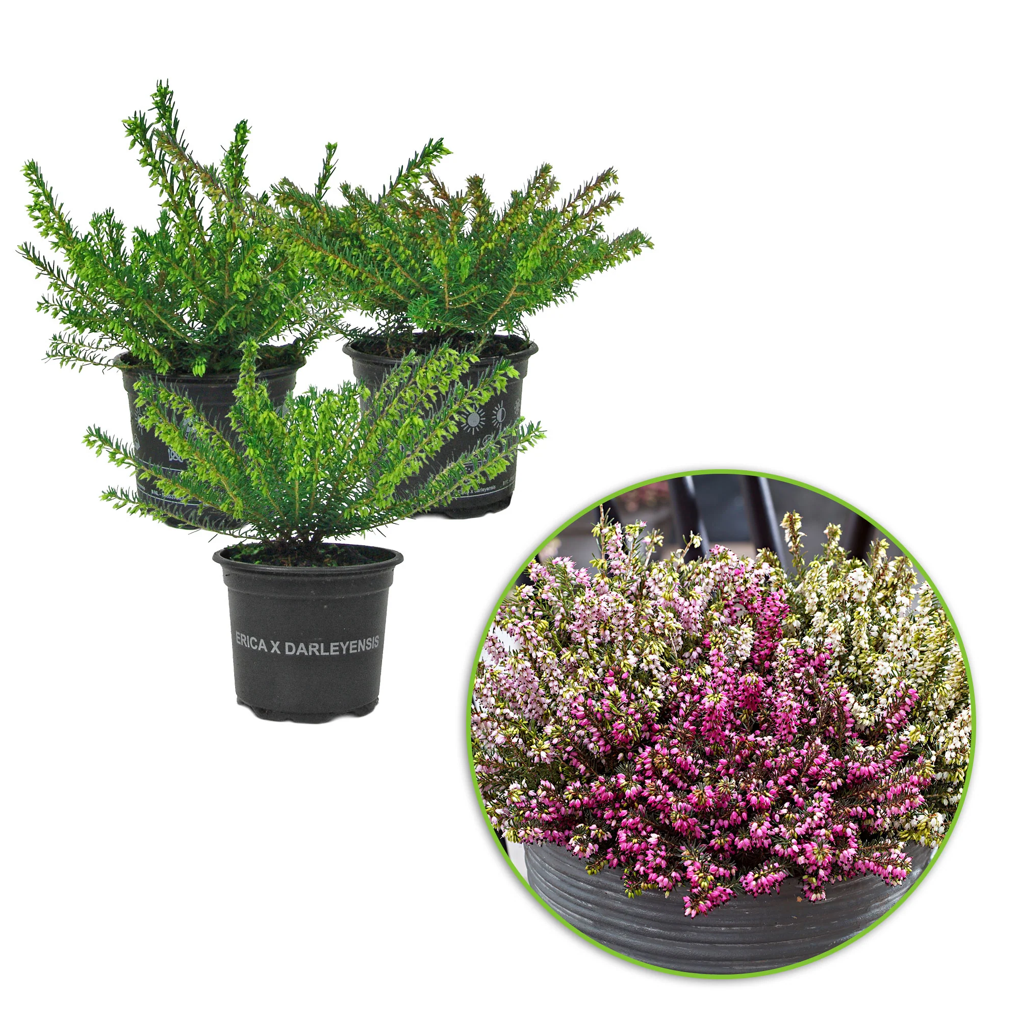 3x Bruyères - Mélange 'Spring Colors' Rose-Blanc-Violet - Image 3