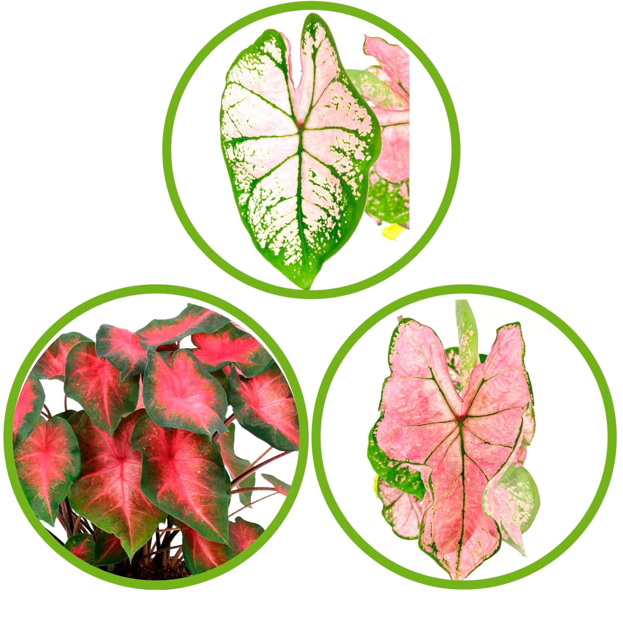 3x Caladium - Mélange rose avec 3x cache-pot - Image 2