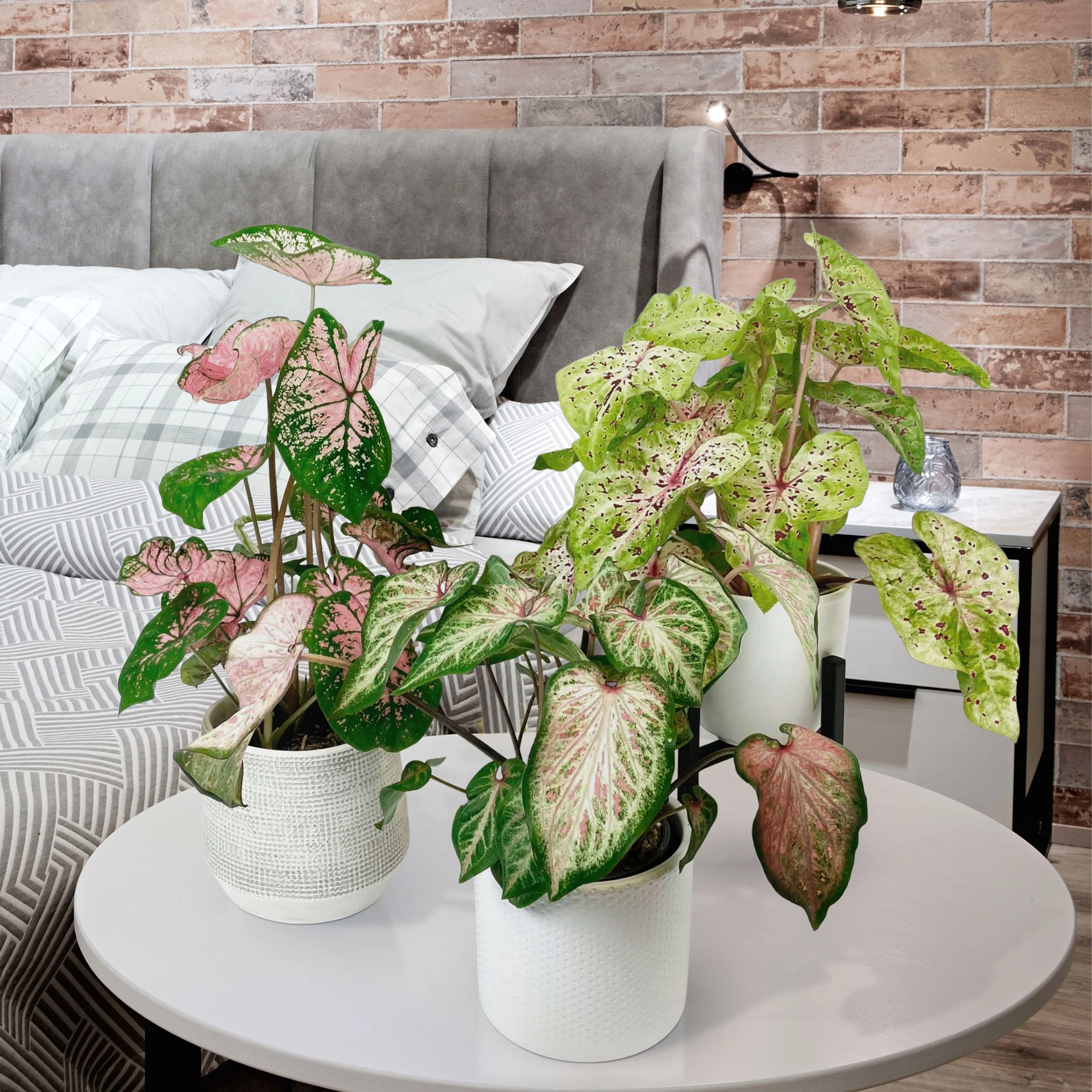 3x Caladium - Mélange rose avec cache-pot et support - Image 2