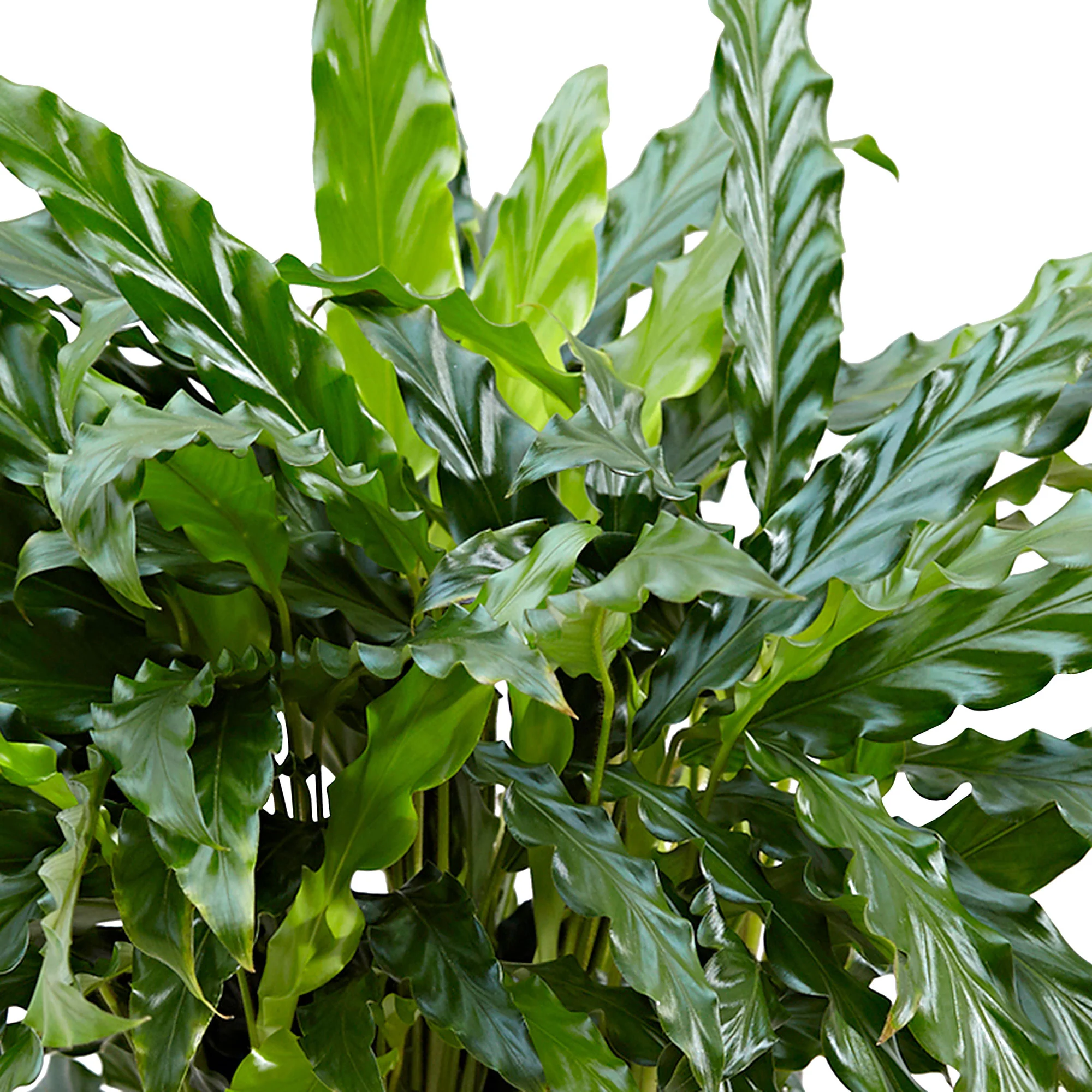 3x Calathea 'Blue grass' - Image 2